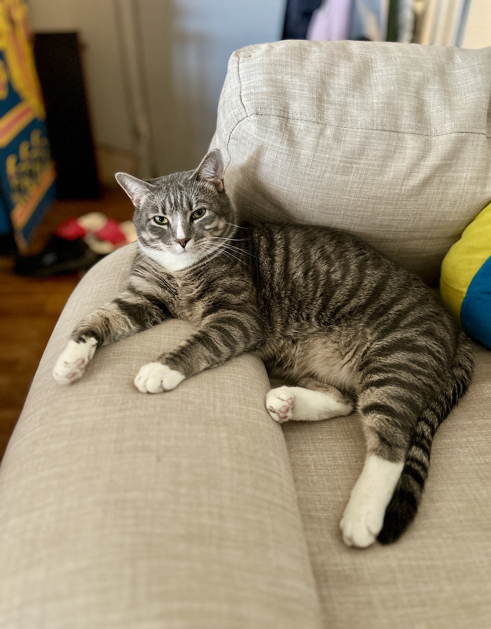 Meet Pinecone Lucas: The Ultimate Pinecone Buddy