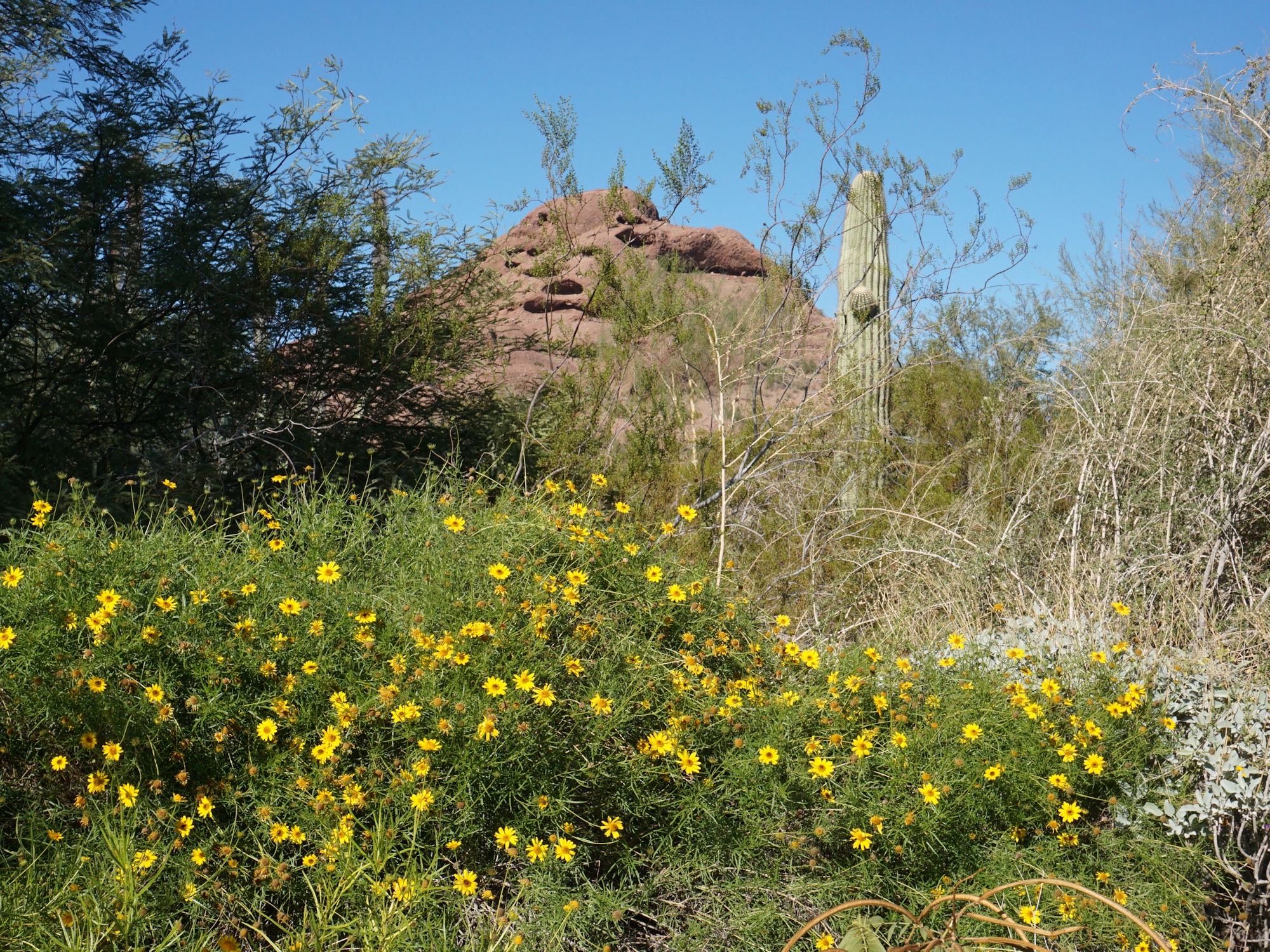 Exploring the Beauty of the Desert Botanical Gardens