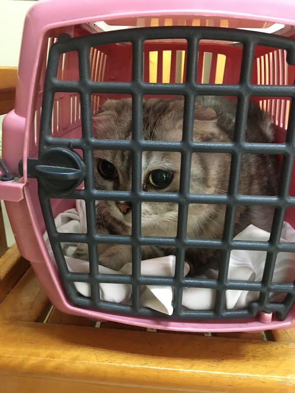 Adorable feline friend