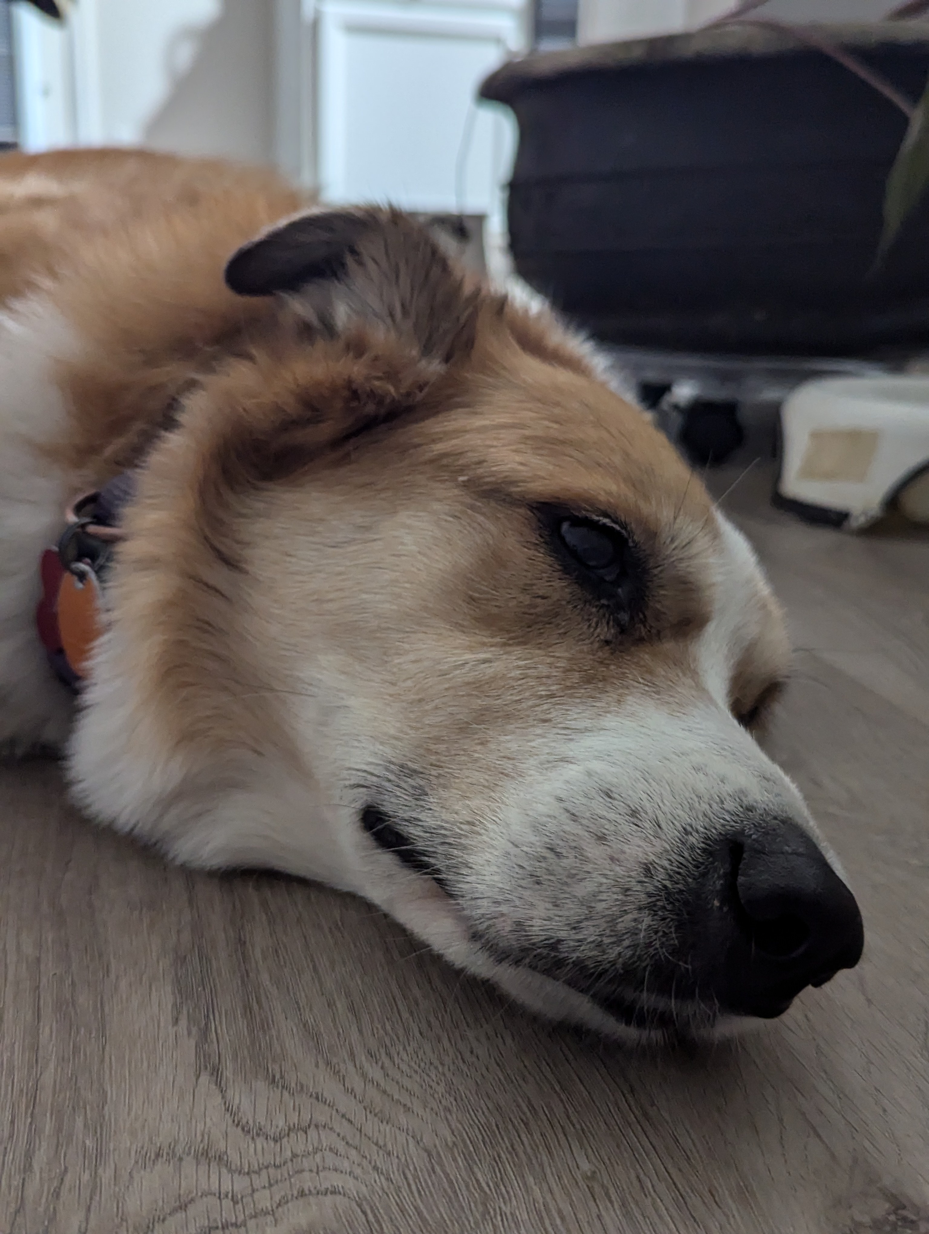 Sweet Annie has drifted off to dreamland tonight.