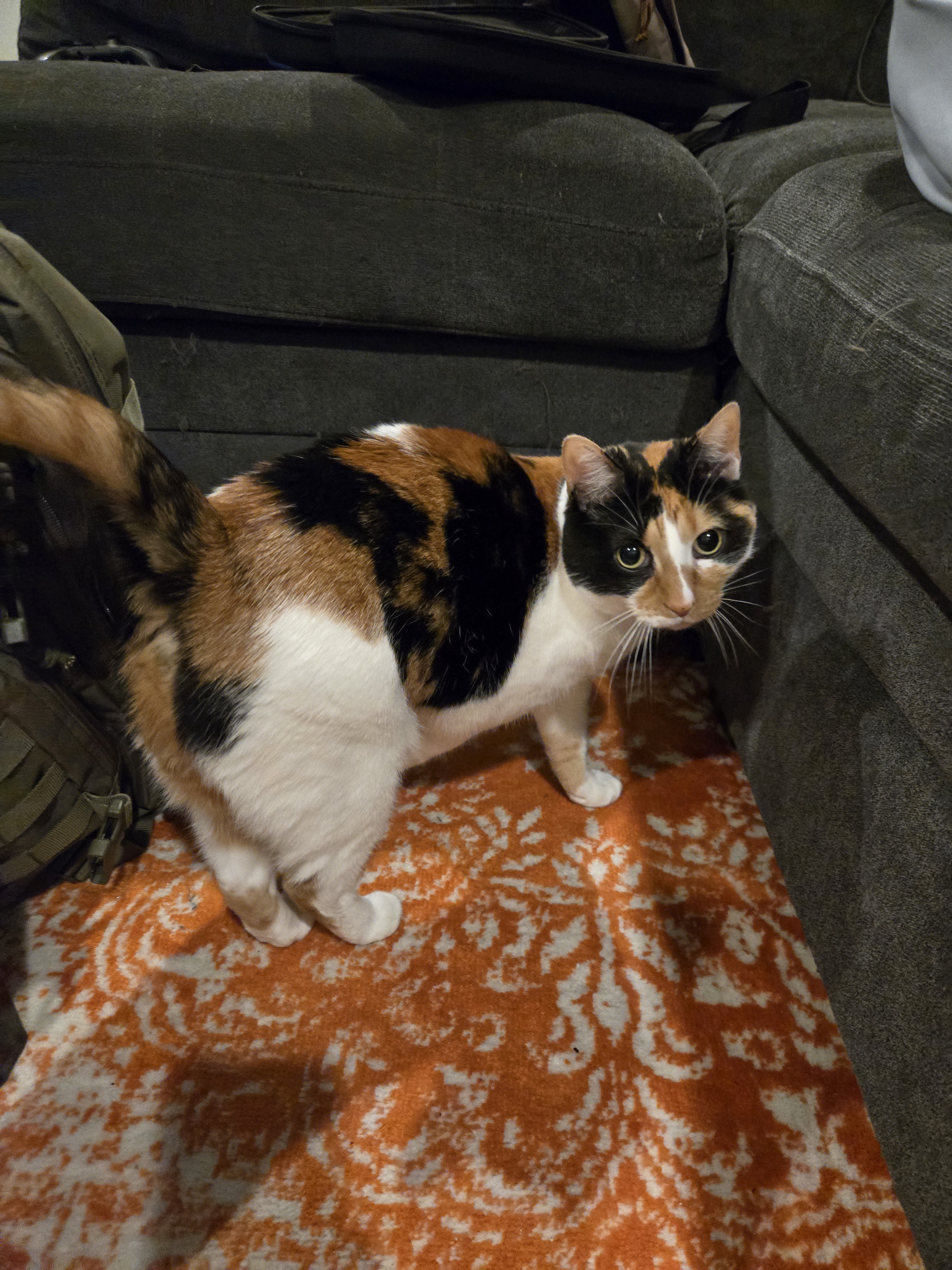 Meet Miki, my best friend's quirky calico cat!