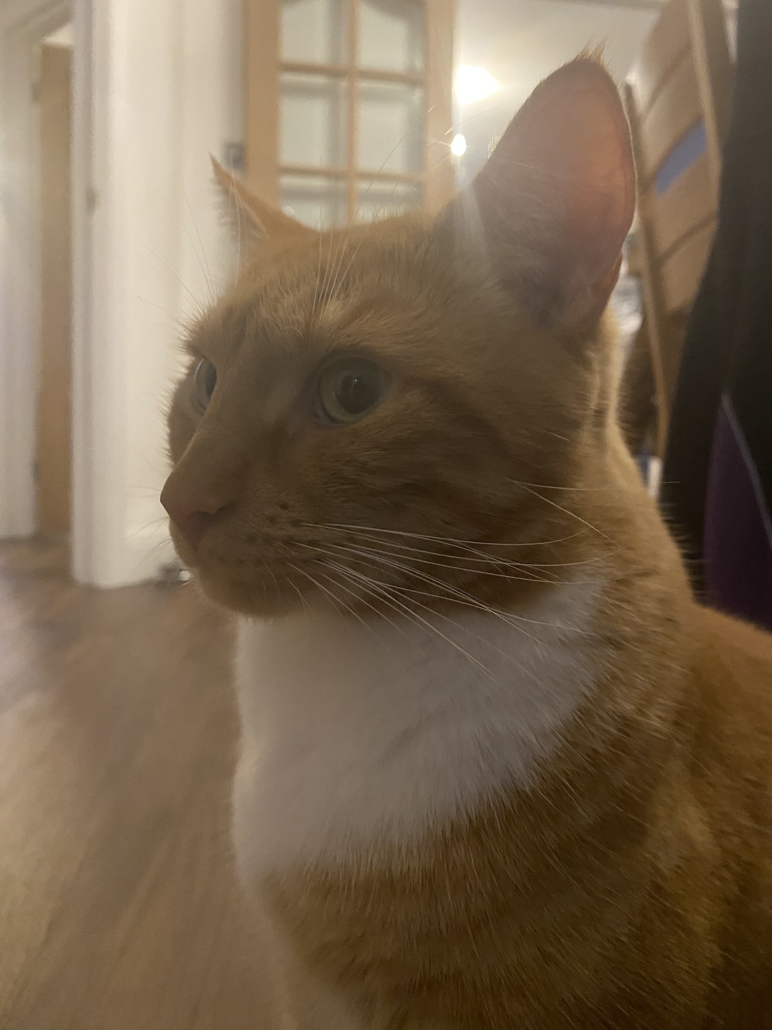 Biscuit's daily snapshot – a moment captured