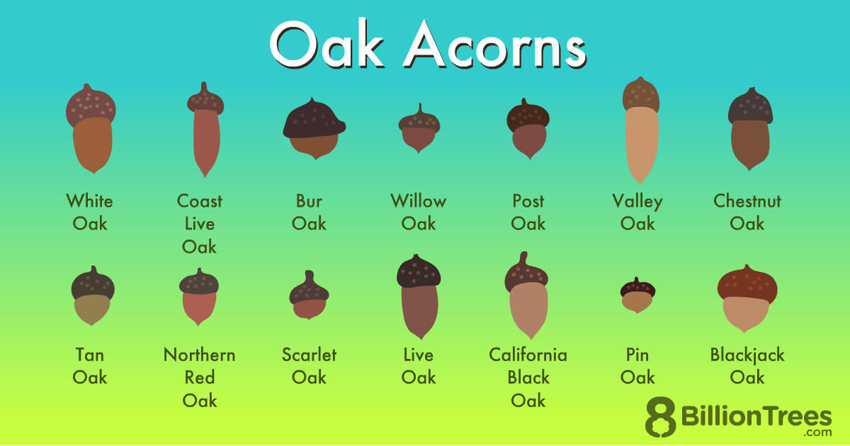 Discover Your Inner Acorn!