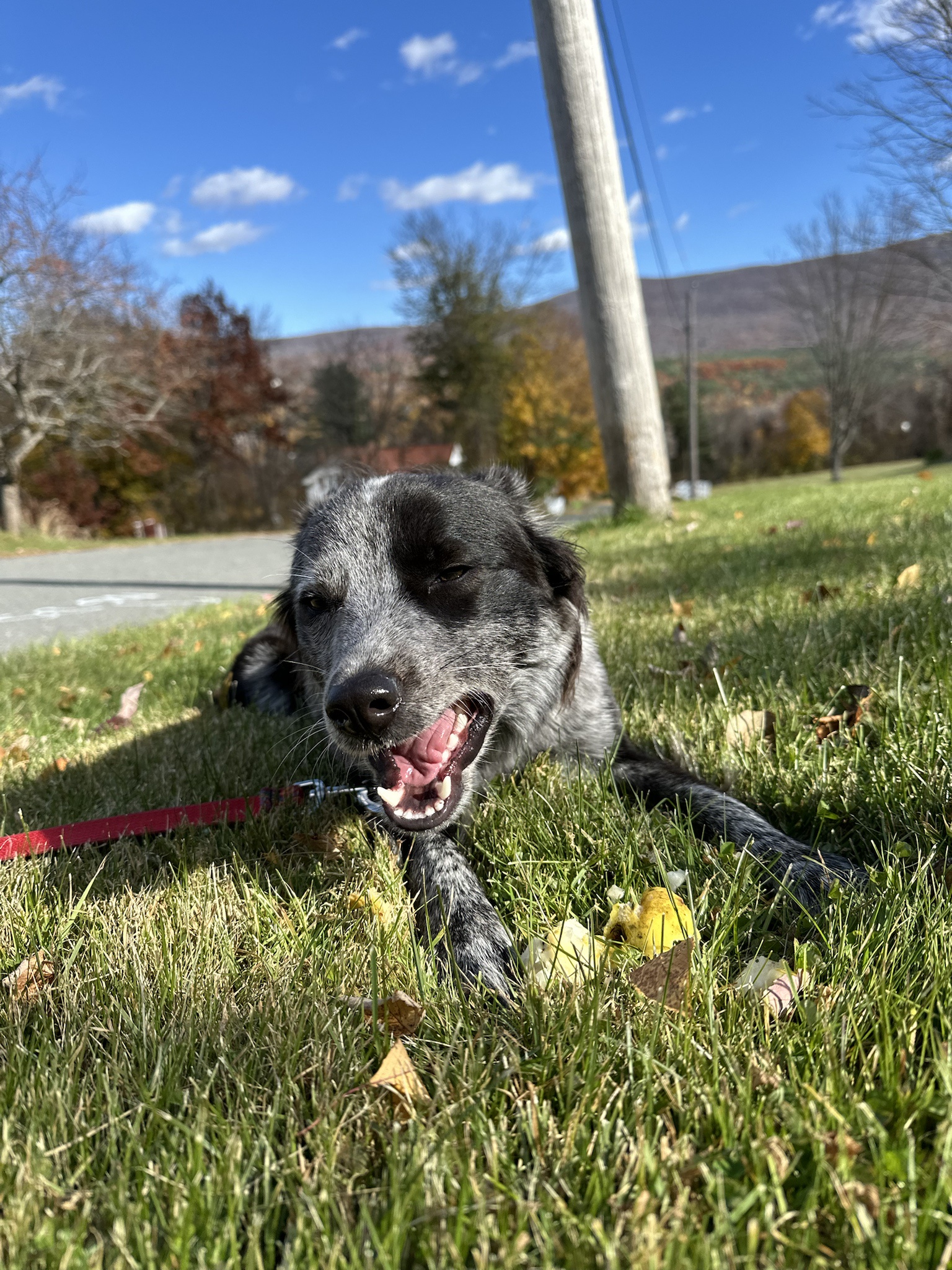 A daily dose of Atlas!