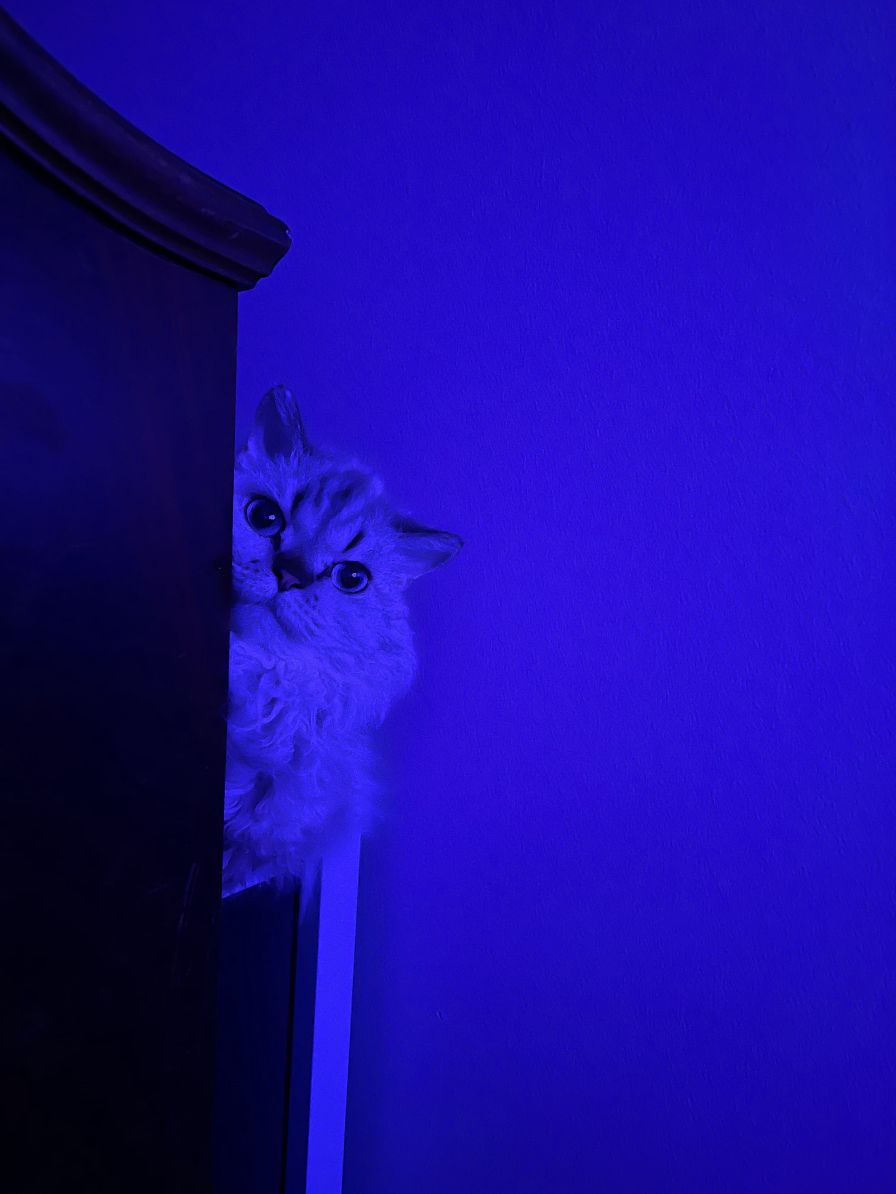 The midnight observer is on the prowl.
