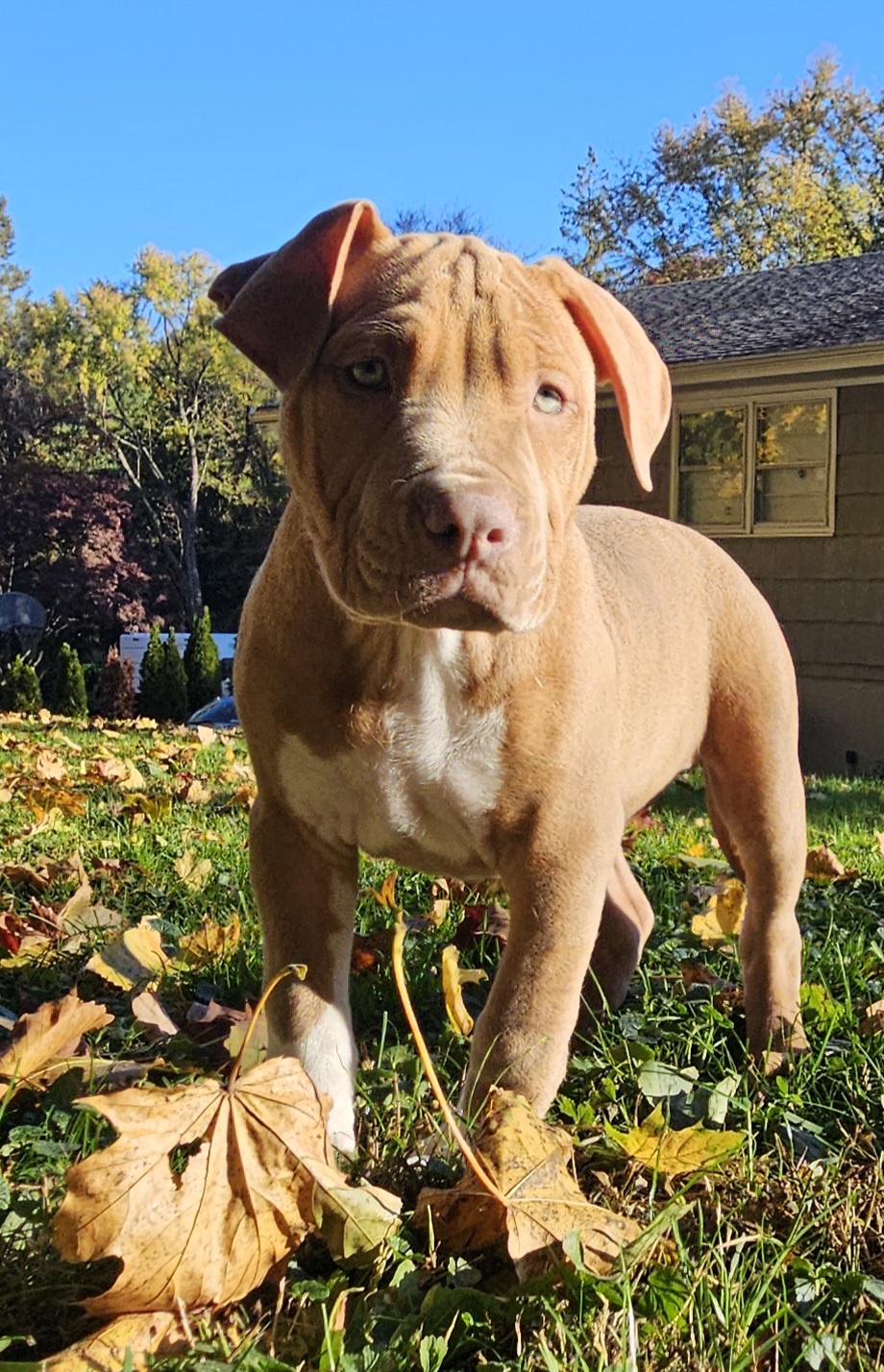 Meet Roxi: Our Adorable Rescue Pup from Texas!