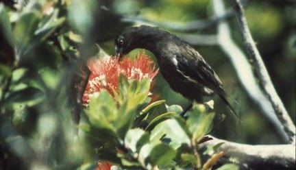 Discover the Extinct Kauaʻi ʻŌō: The Moho braccatus from 1987