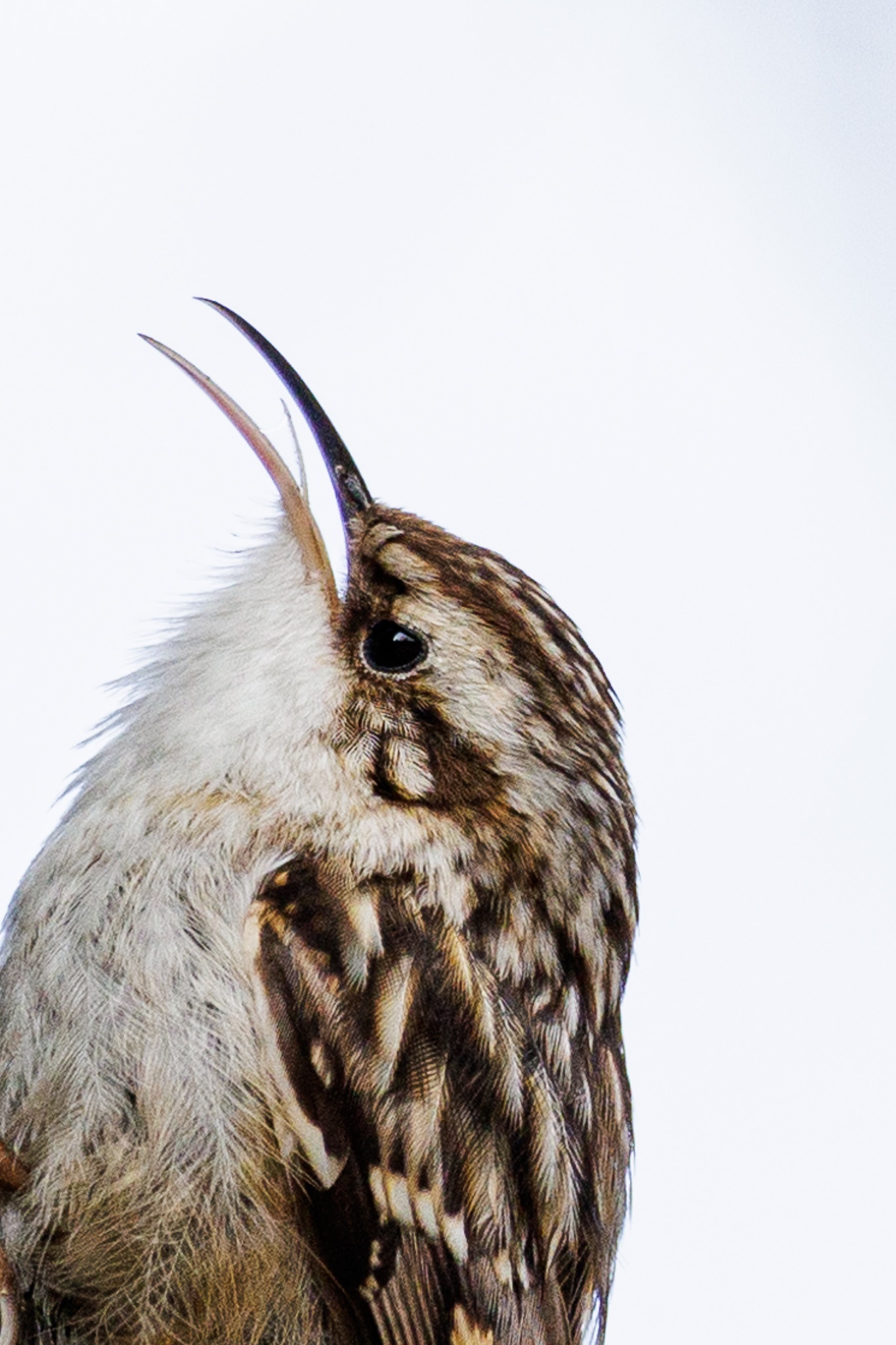 Nature Moment #76: Shocked by the Title