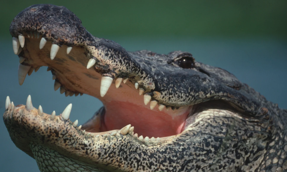 Florida Sewage Systems: A Wild Habitat for Alligators and Snakes