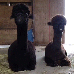 No, we definitely aren't brothers...