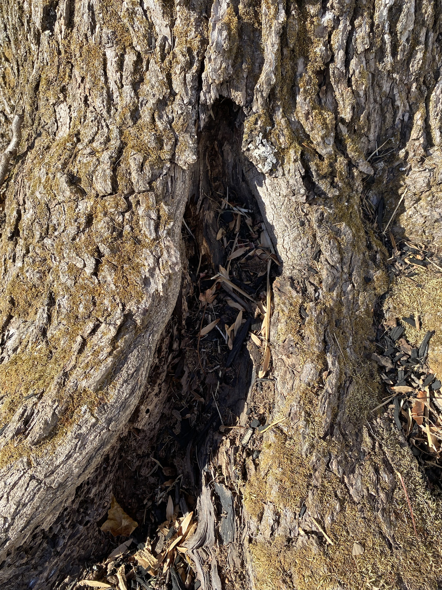The beauty of the Sweet Gum Tree