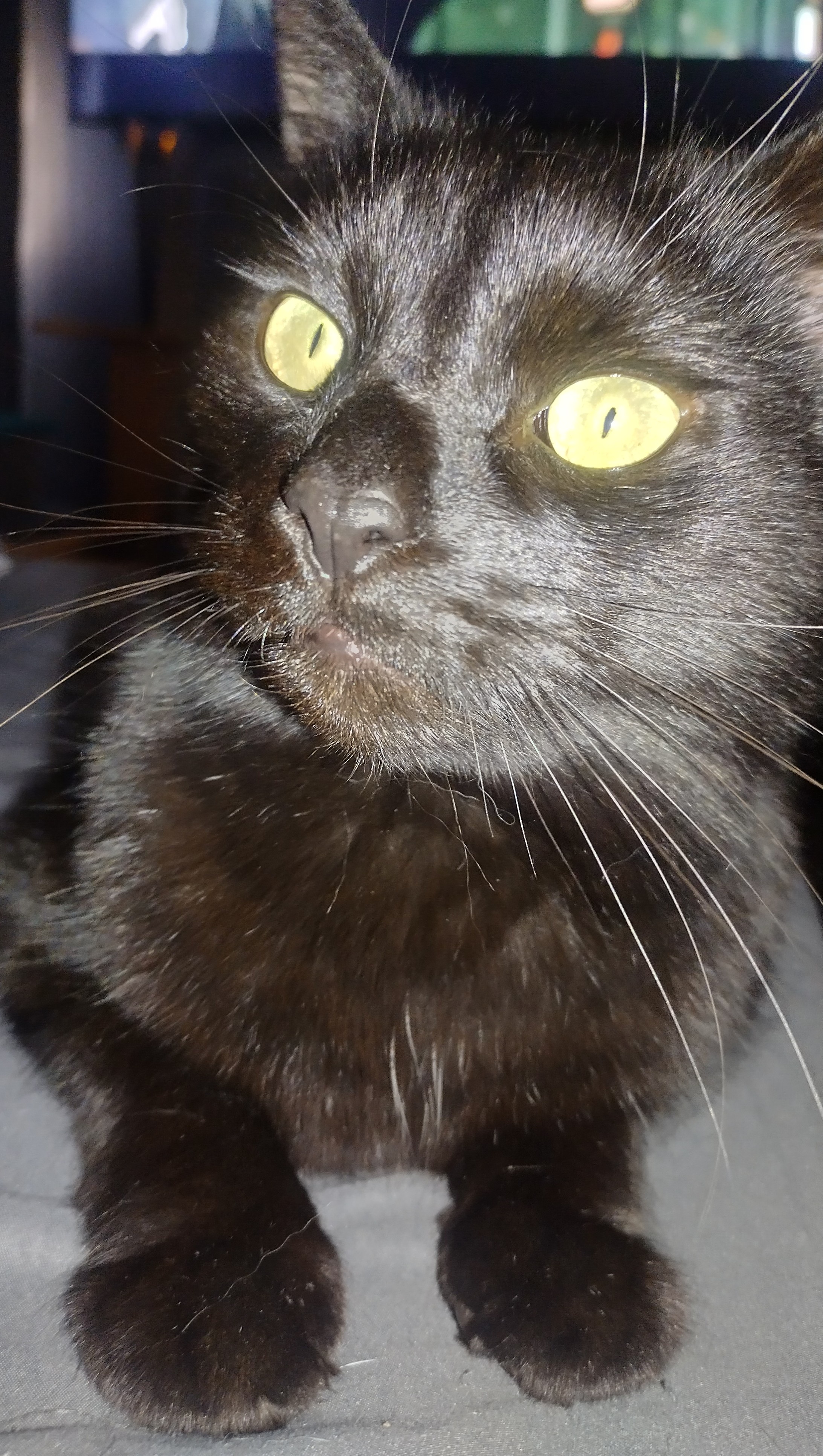 When the Camera Flash Turns Void into a Raccoon