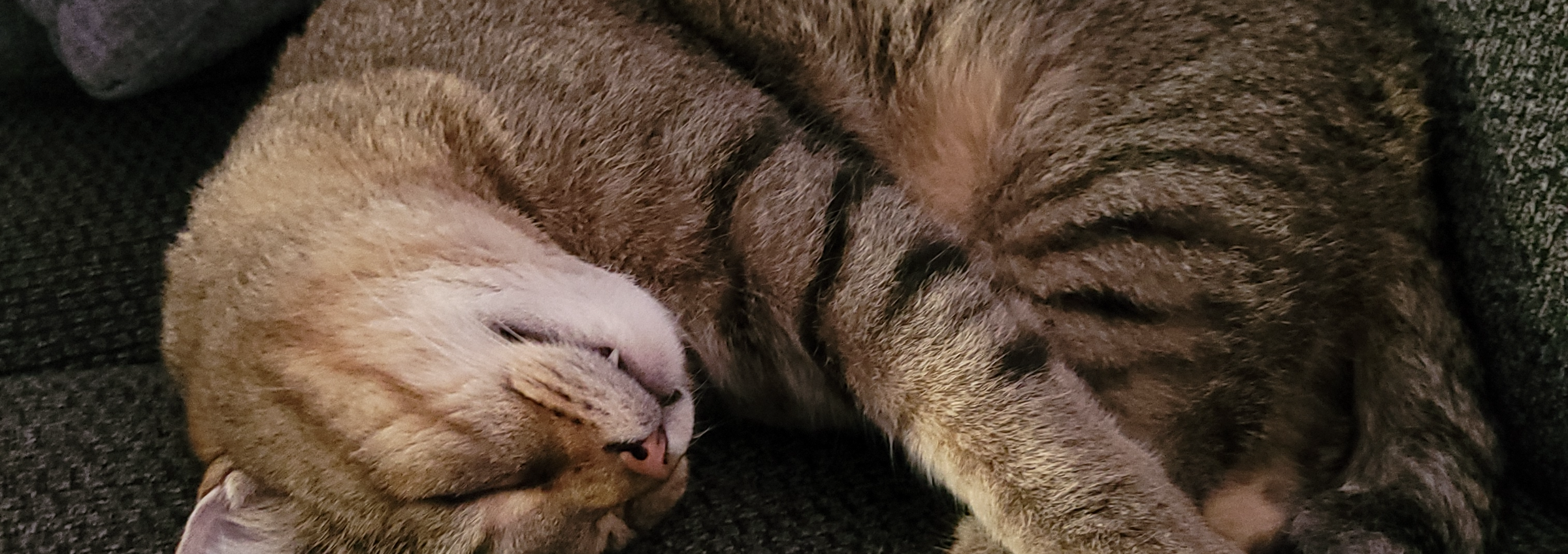 Adorable Feline Antics