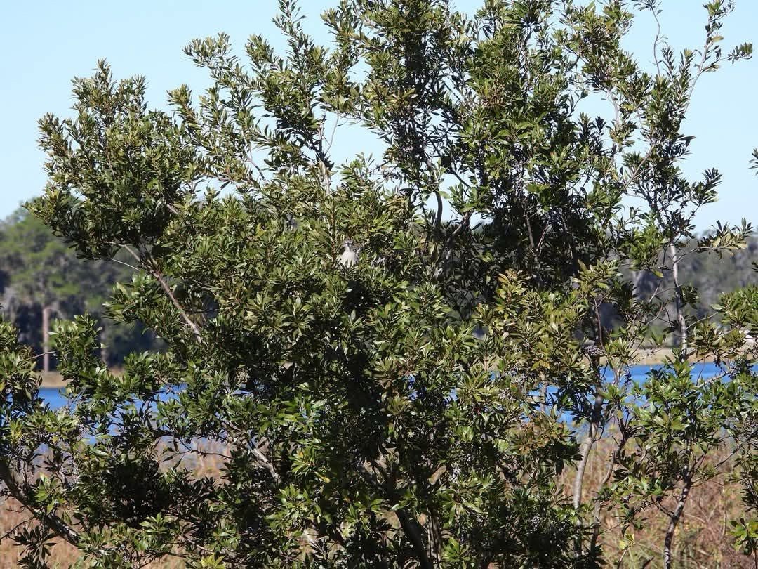 Nature's Giants: The Majestic Trees