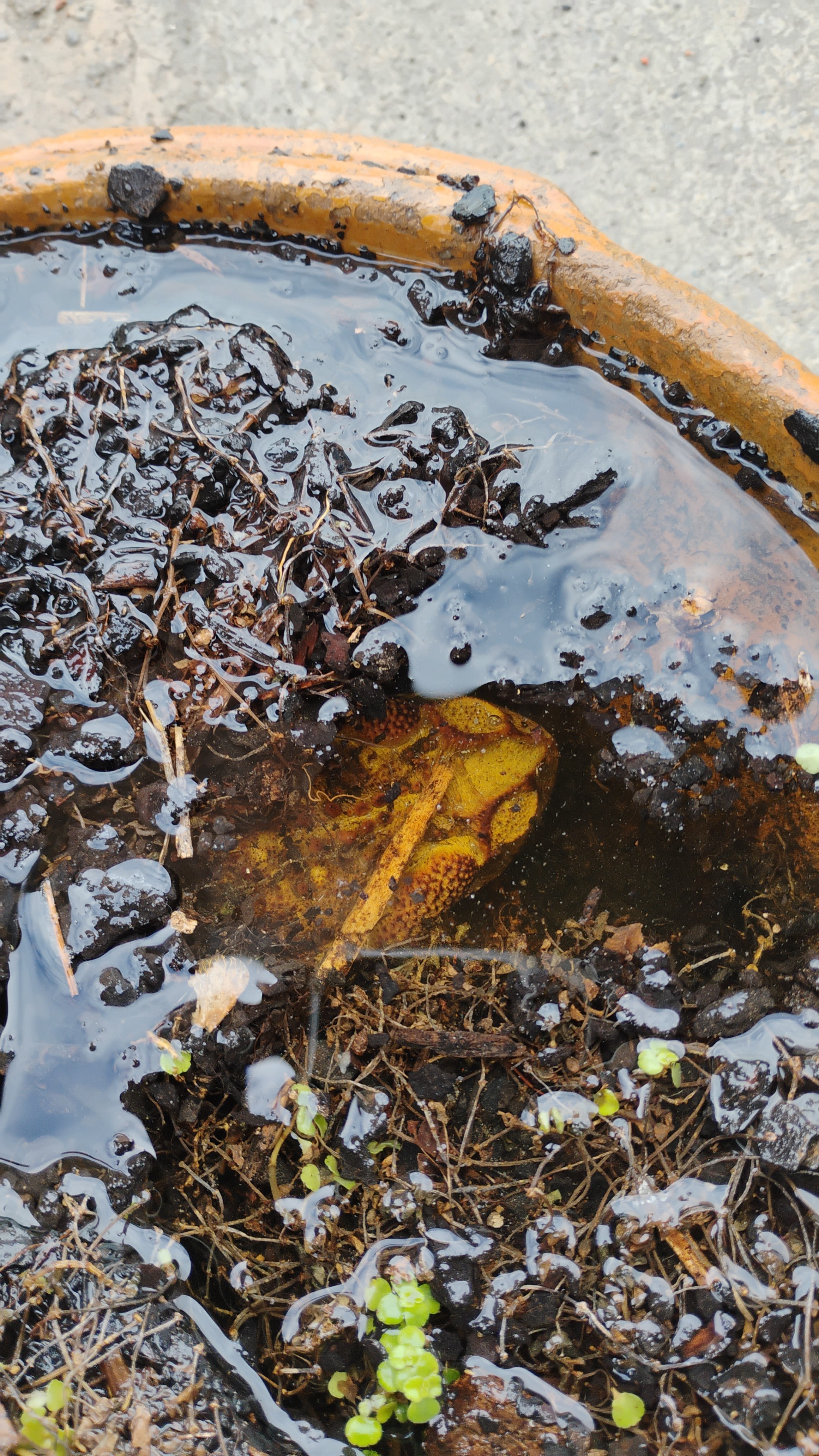 Meet My Garden Frog: Loving Life in His New Pond!