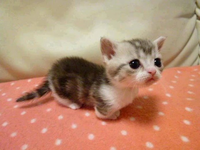 Sharing my 16th favorite would probably get flagged, so enjoy this adorable kitten instead!
