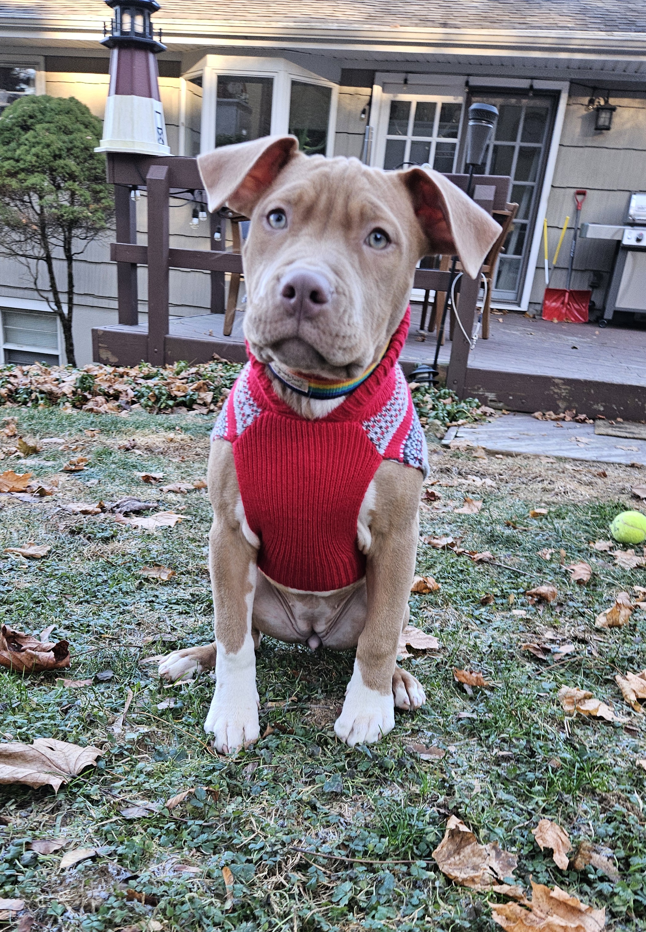 Roxi the Rescue: Four Months of Progress and Love