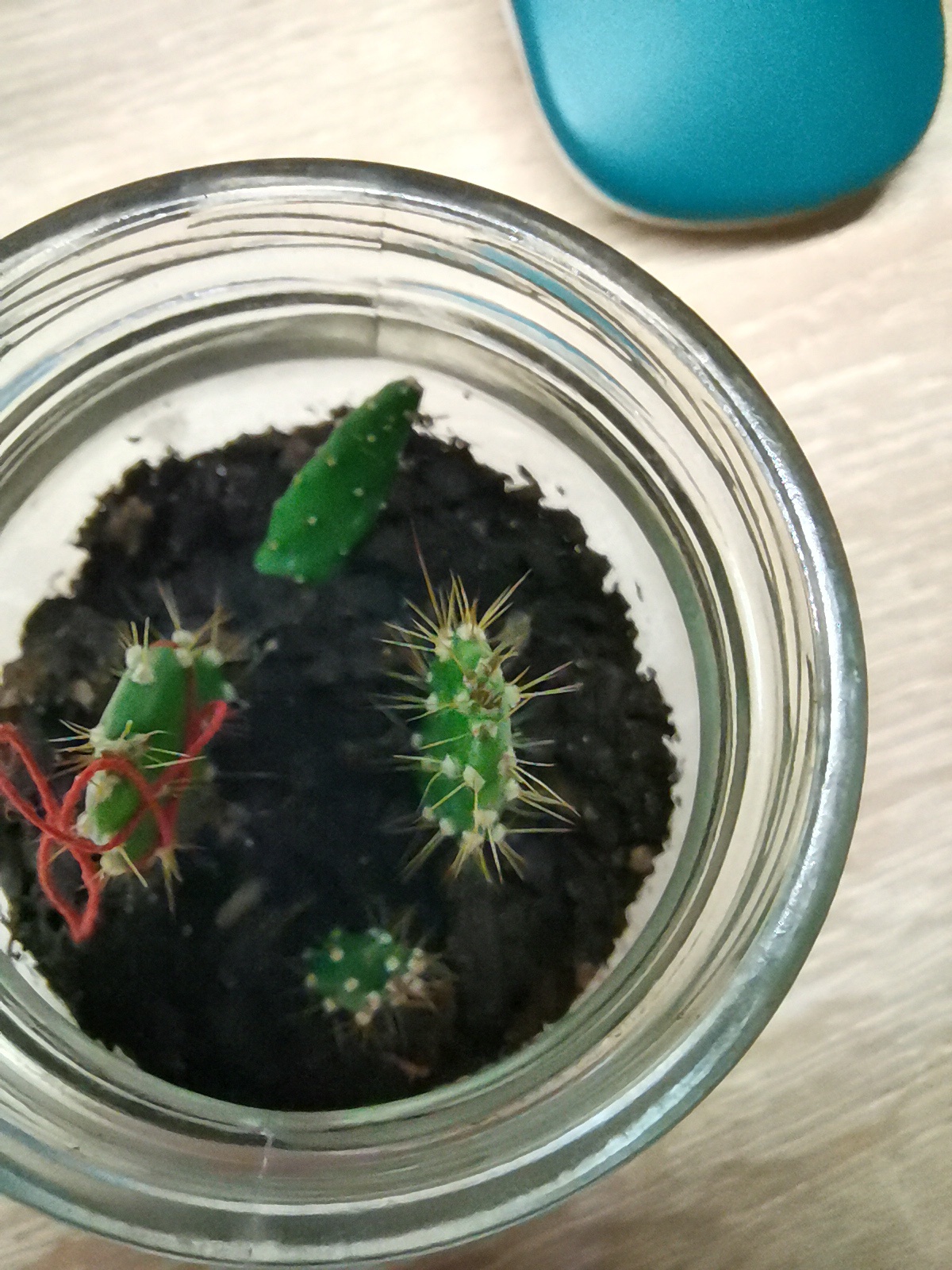 My Personal Collection of Cacti
