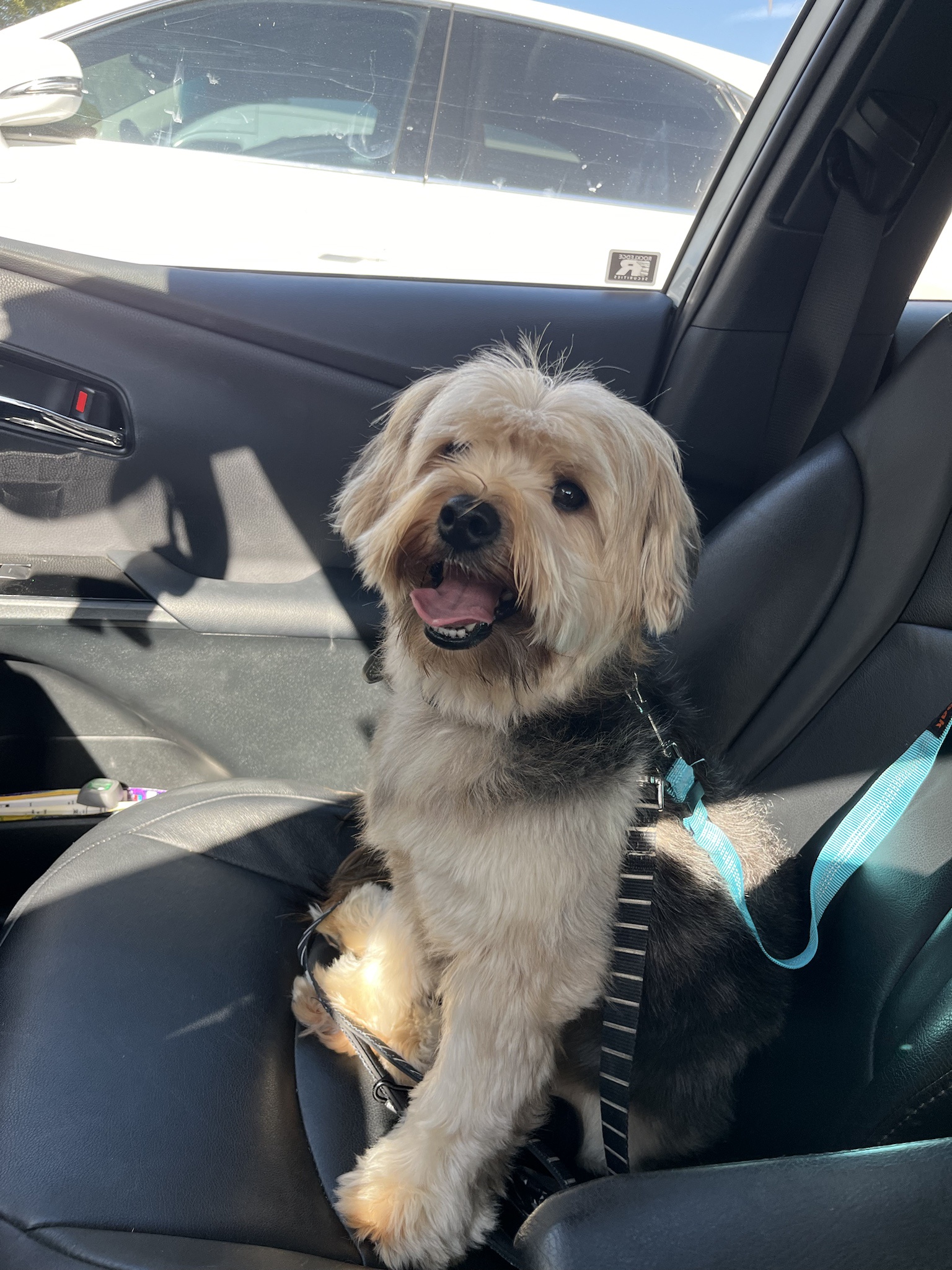 Meet Miche the Adorable Yorkie!