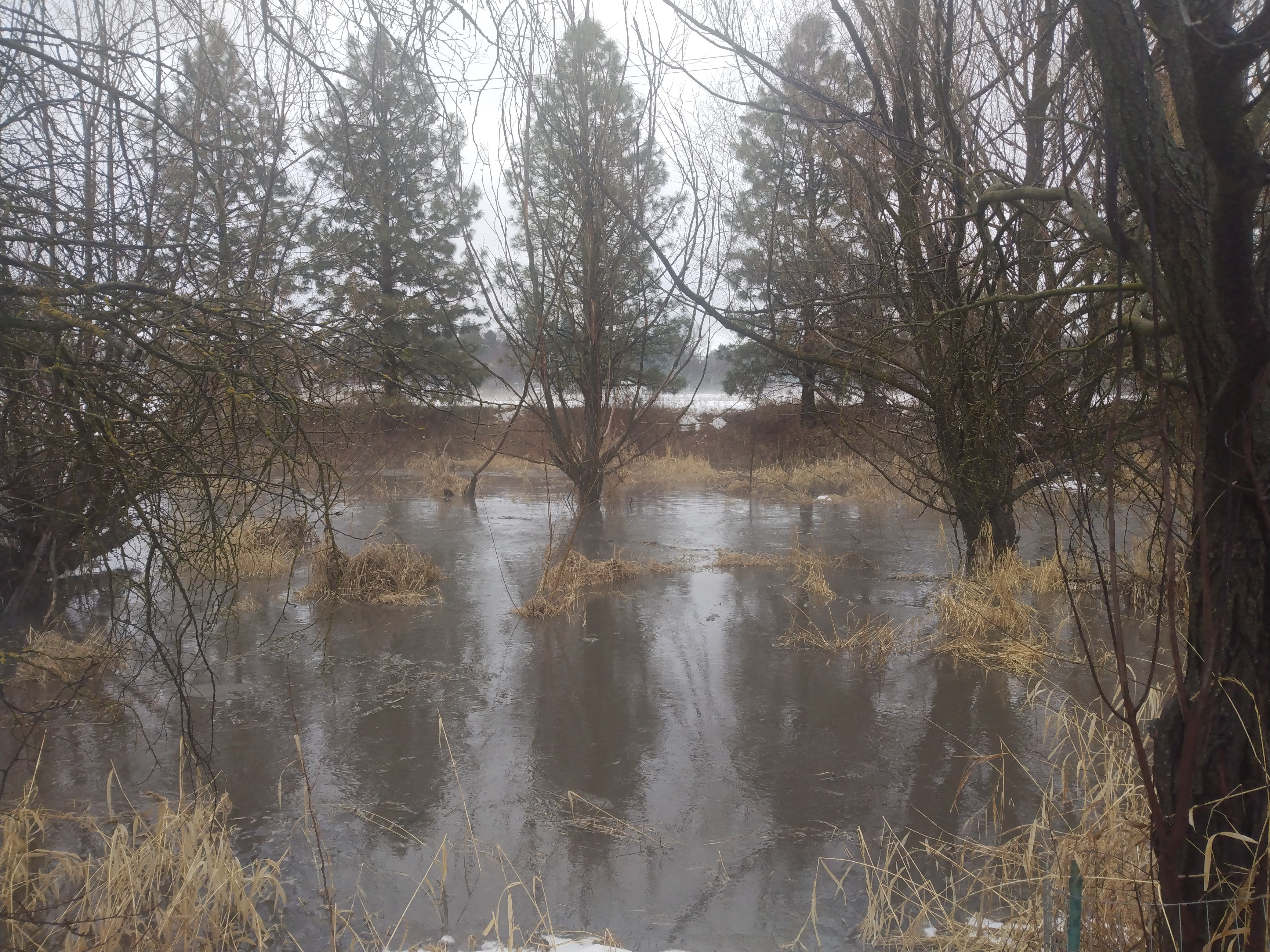 The Stream is Usually a Quarter of This Width - We Finally Got Rain!