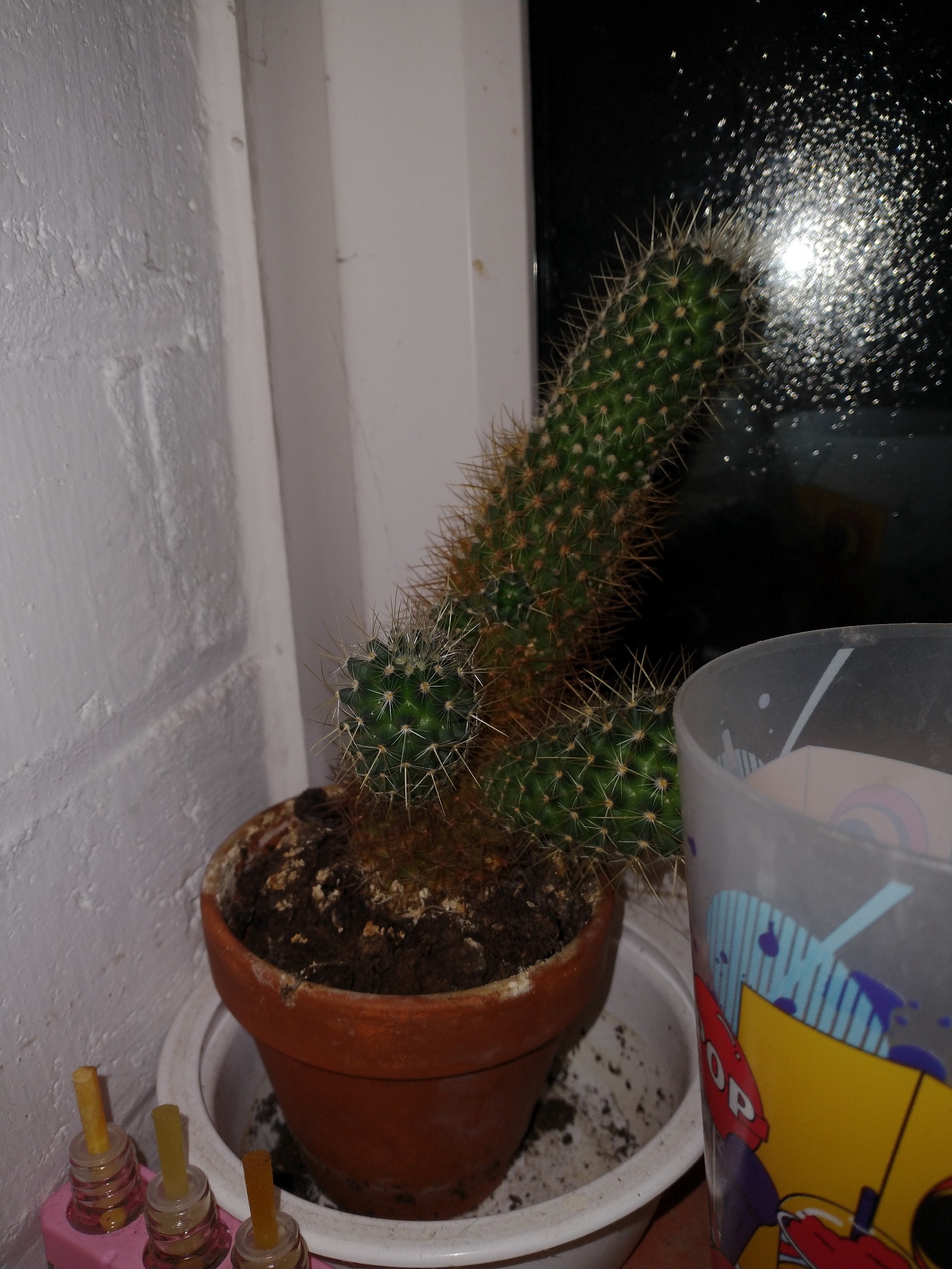 A Cactus That Looks a Little Too Suspicious