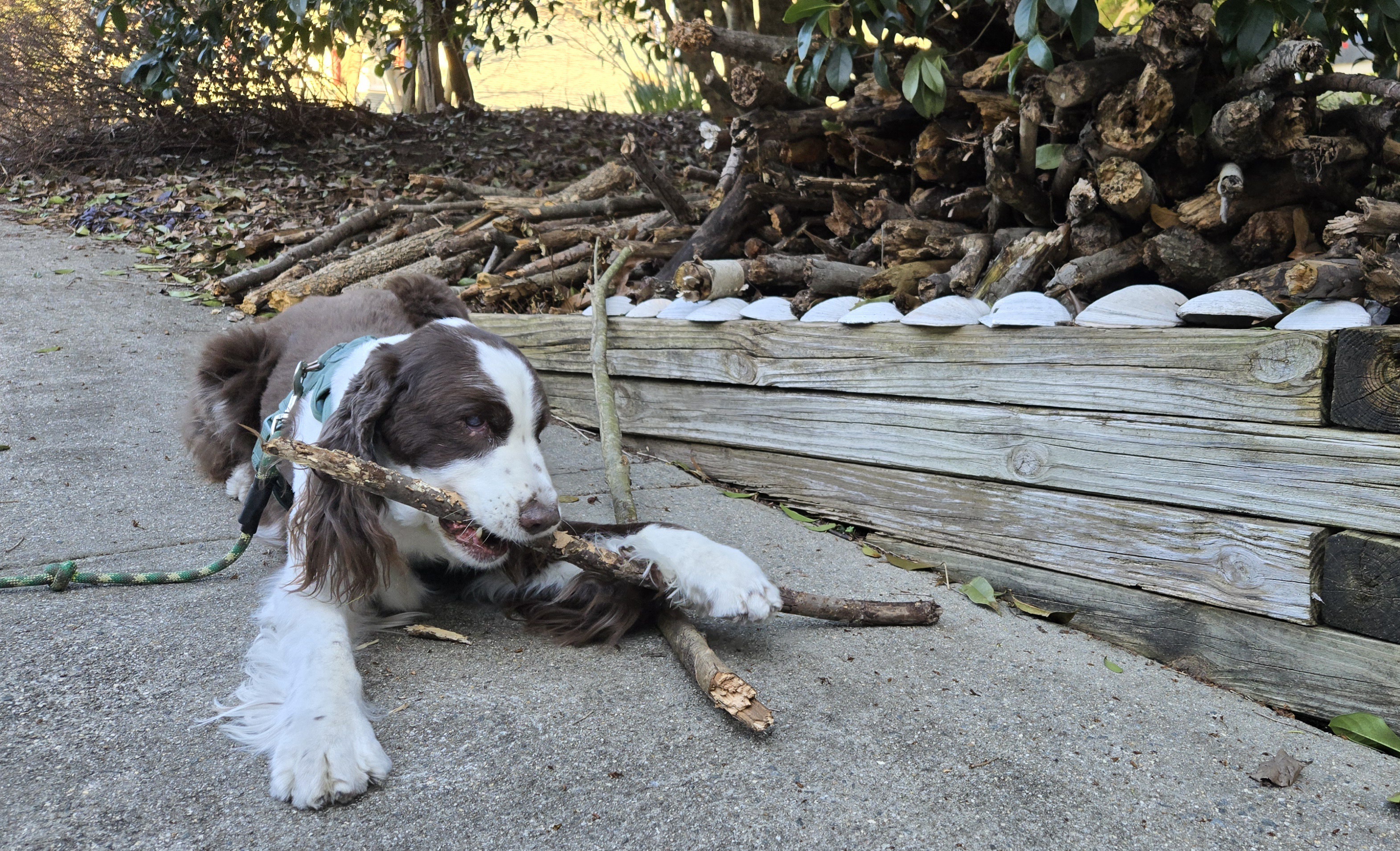 Cooper and his trusty stick collection!