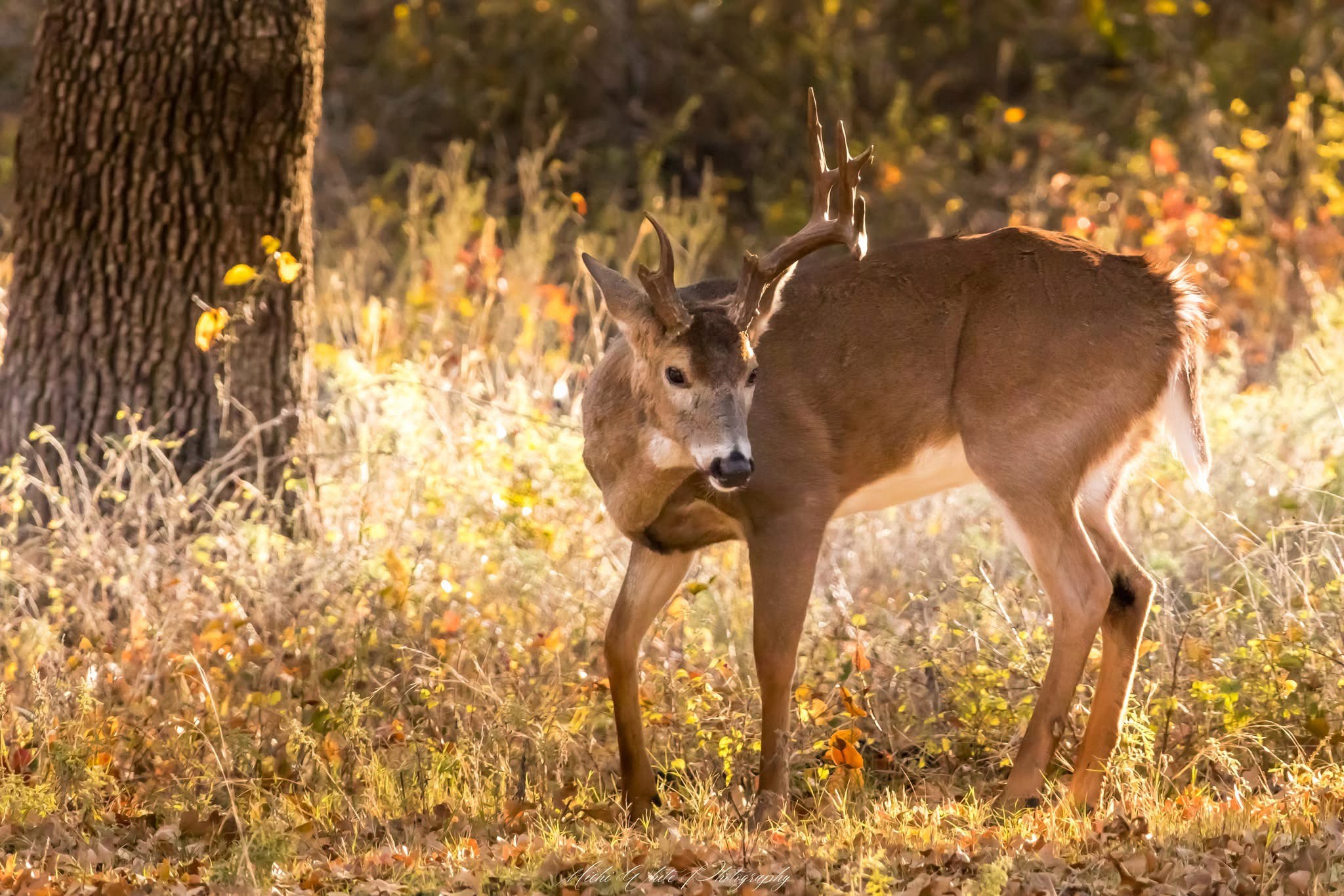 Majestic Deer in Their Natural Habitat
