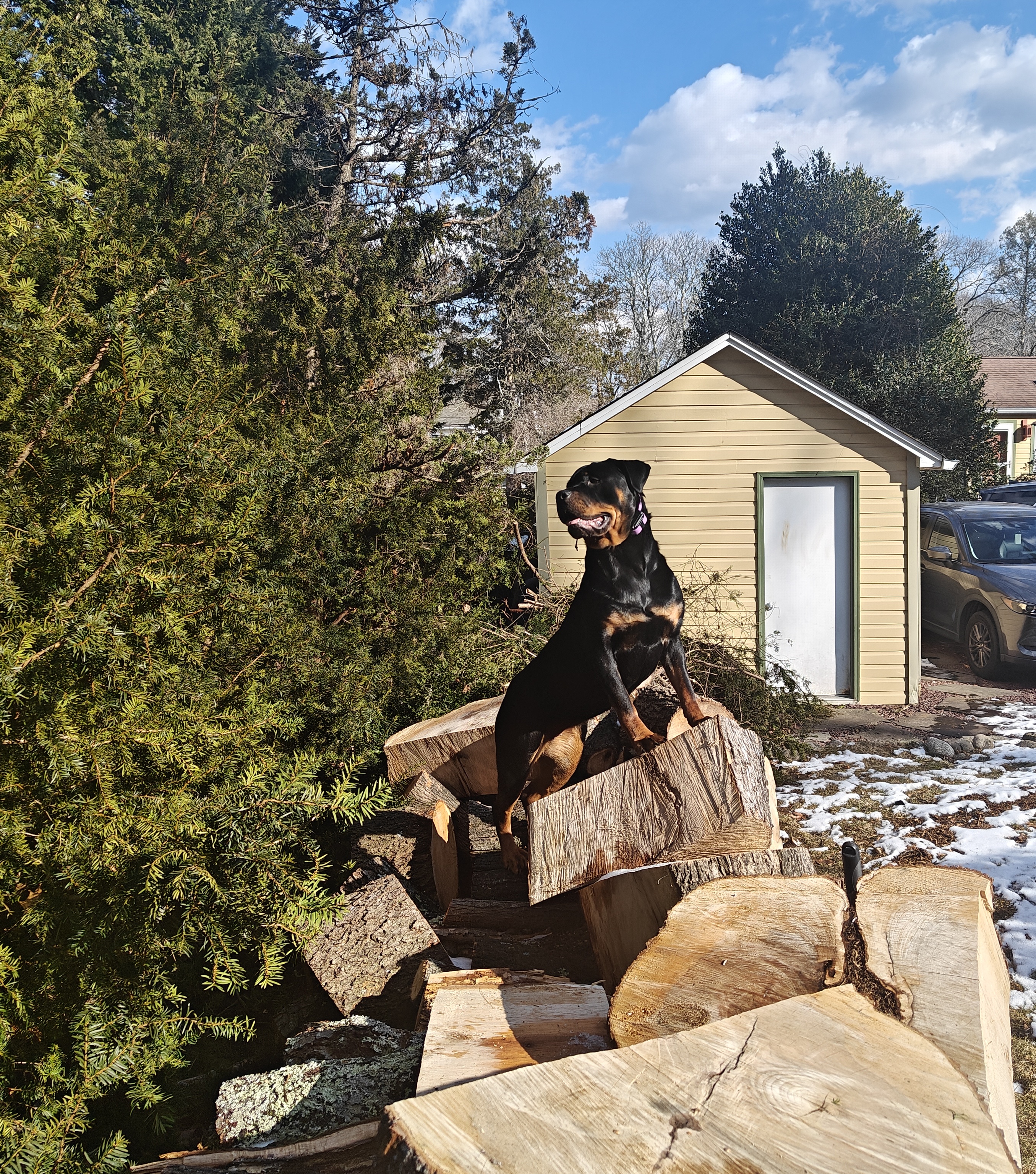 A Rottweiler on a mission to explore its territory
