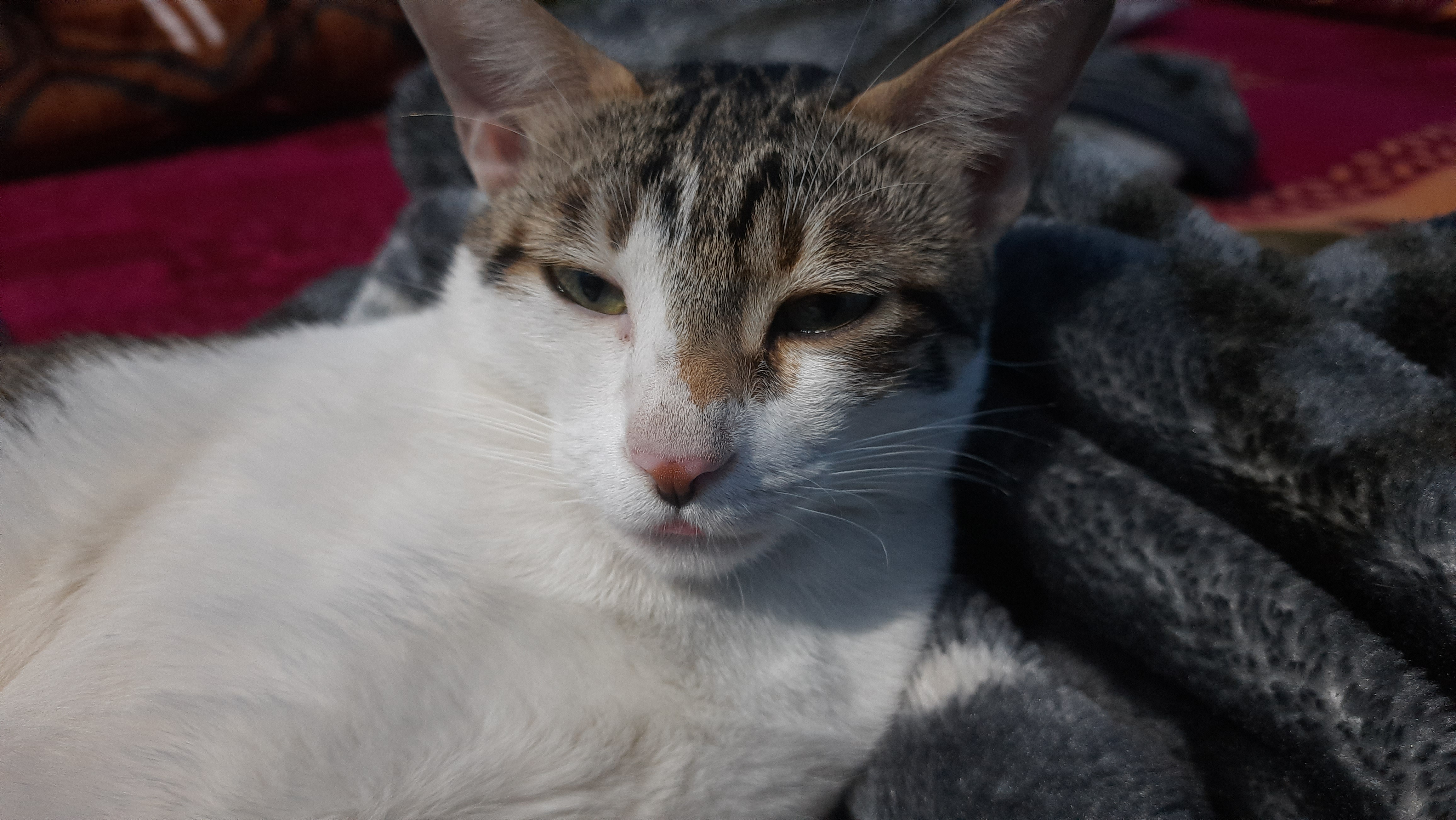 That Adorable Tongue Poking Out!
