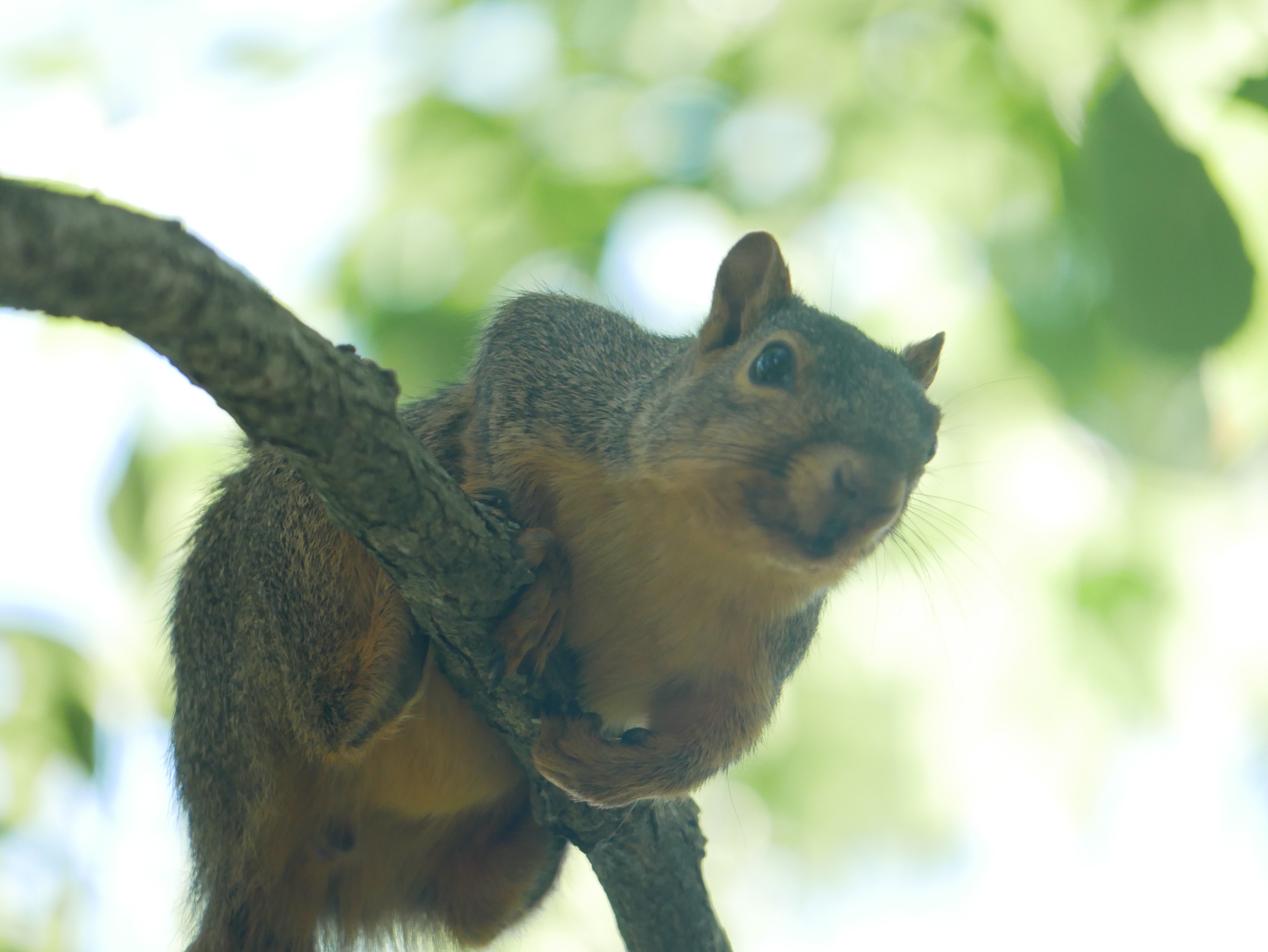Can You Spot the Squirrel?