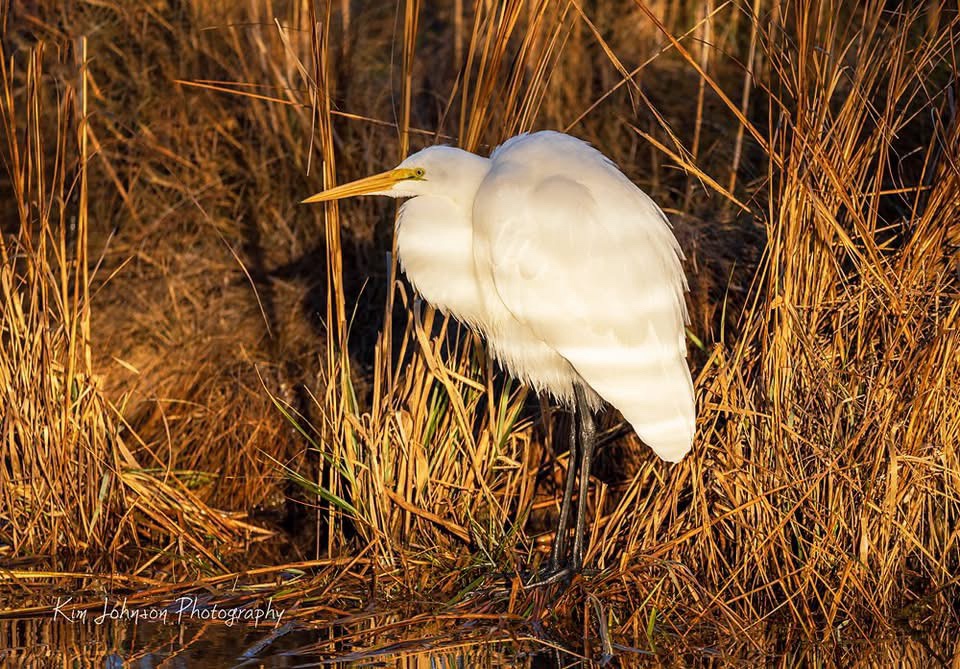 Elegant Egret: A Symbol of Grace in Nature