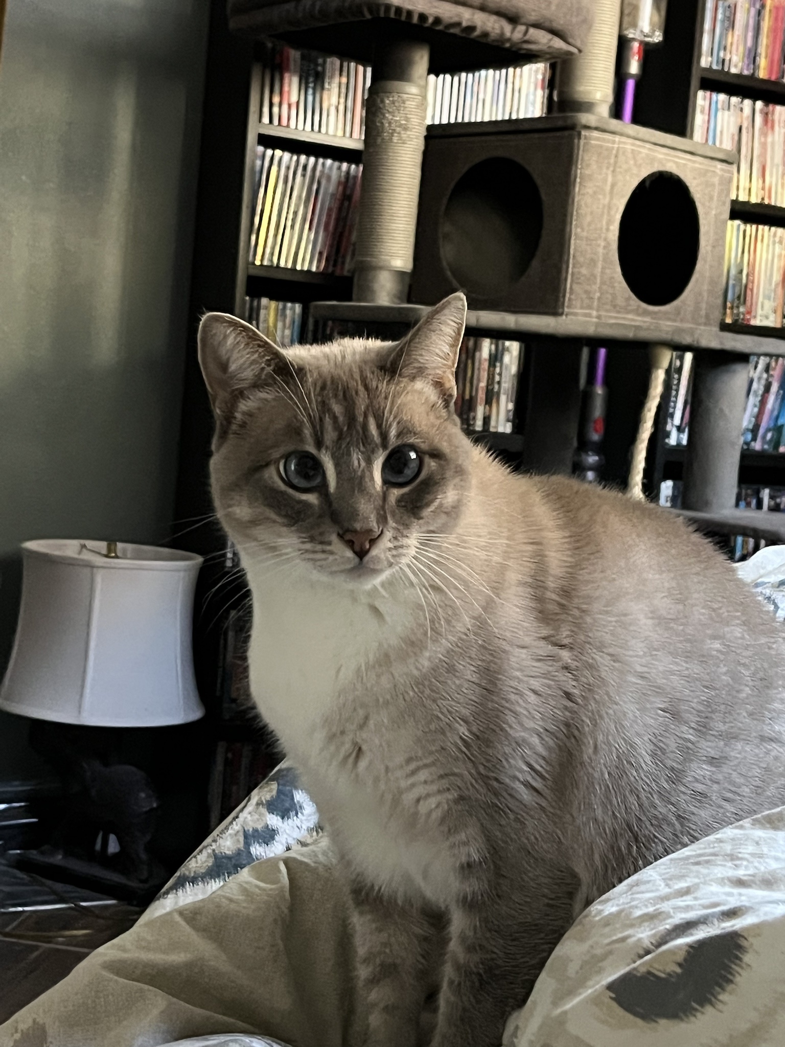 Daily dose of my cat Ivy: Day 315