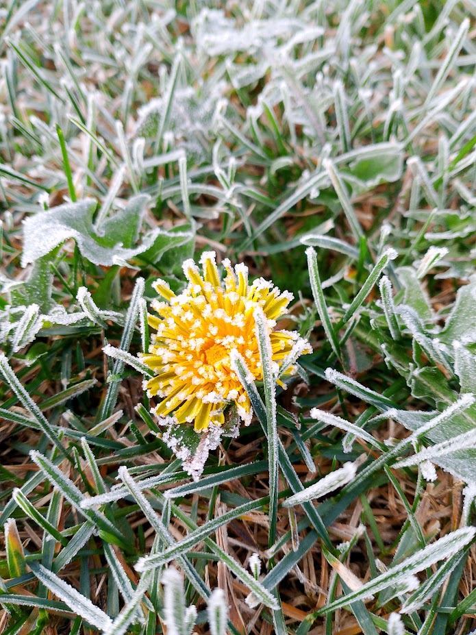 The Arrival of the First Frost