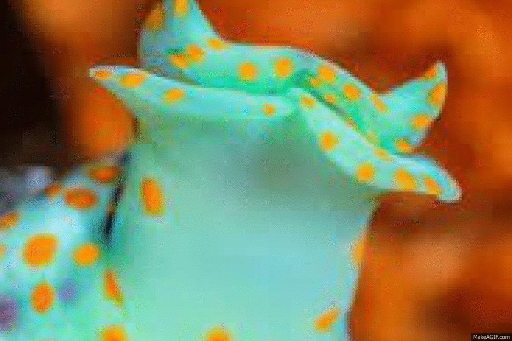 Sea hares, nudibranchs, and sea slugs—oh, what a marine marvel!