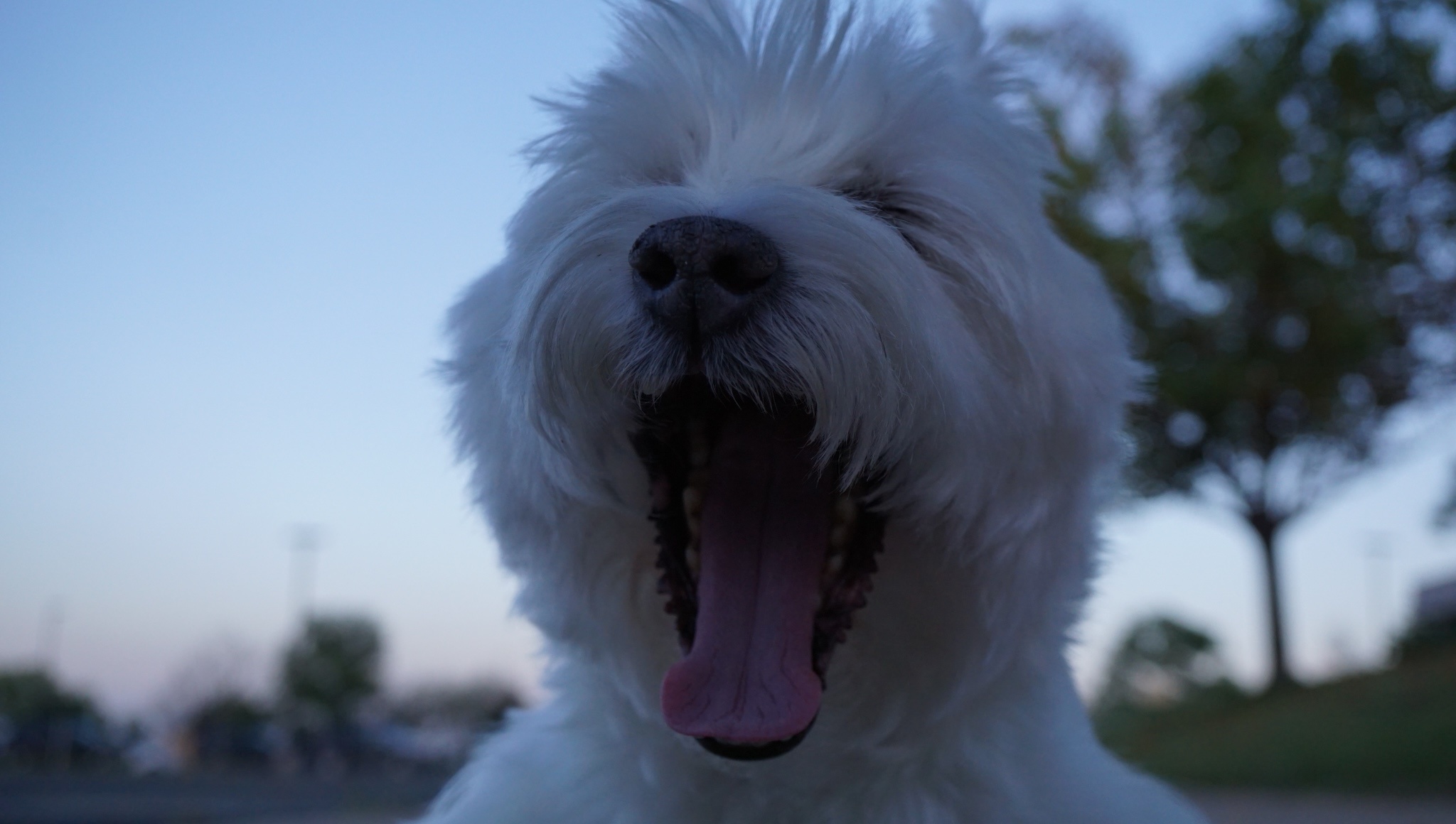 Big Yawns: Celebrating LB Every Single Day.