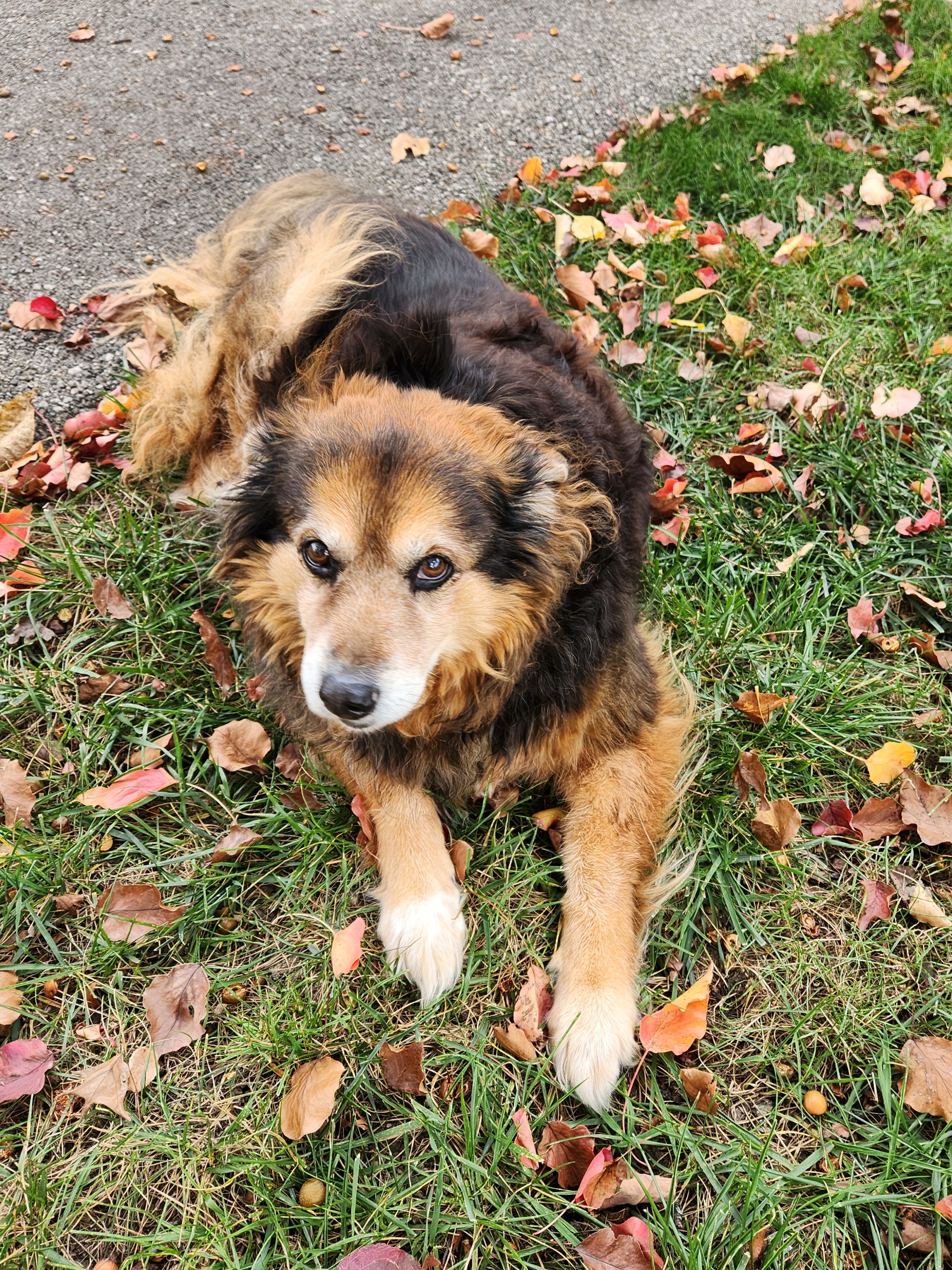 Peanut the Dog's Daily Adventures - Day 1524