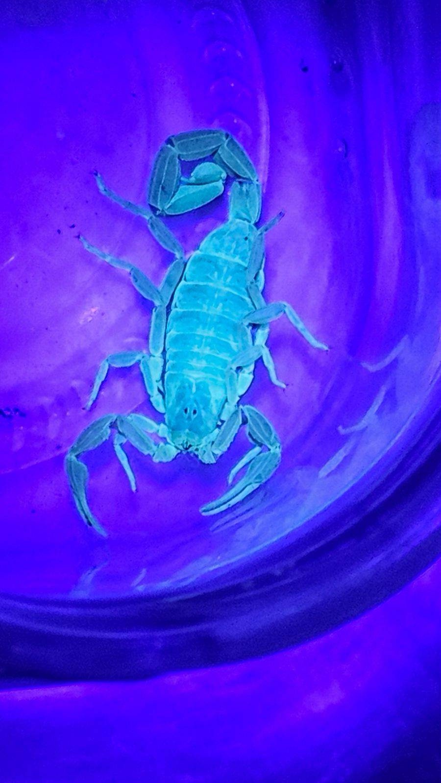 The Mesmerizing Glow of a Scorpion