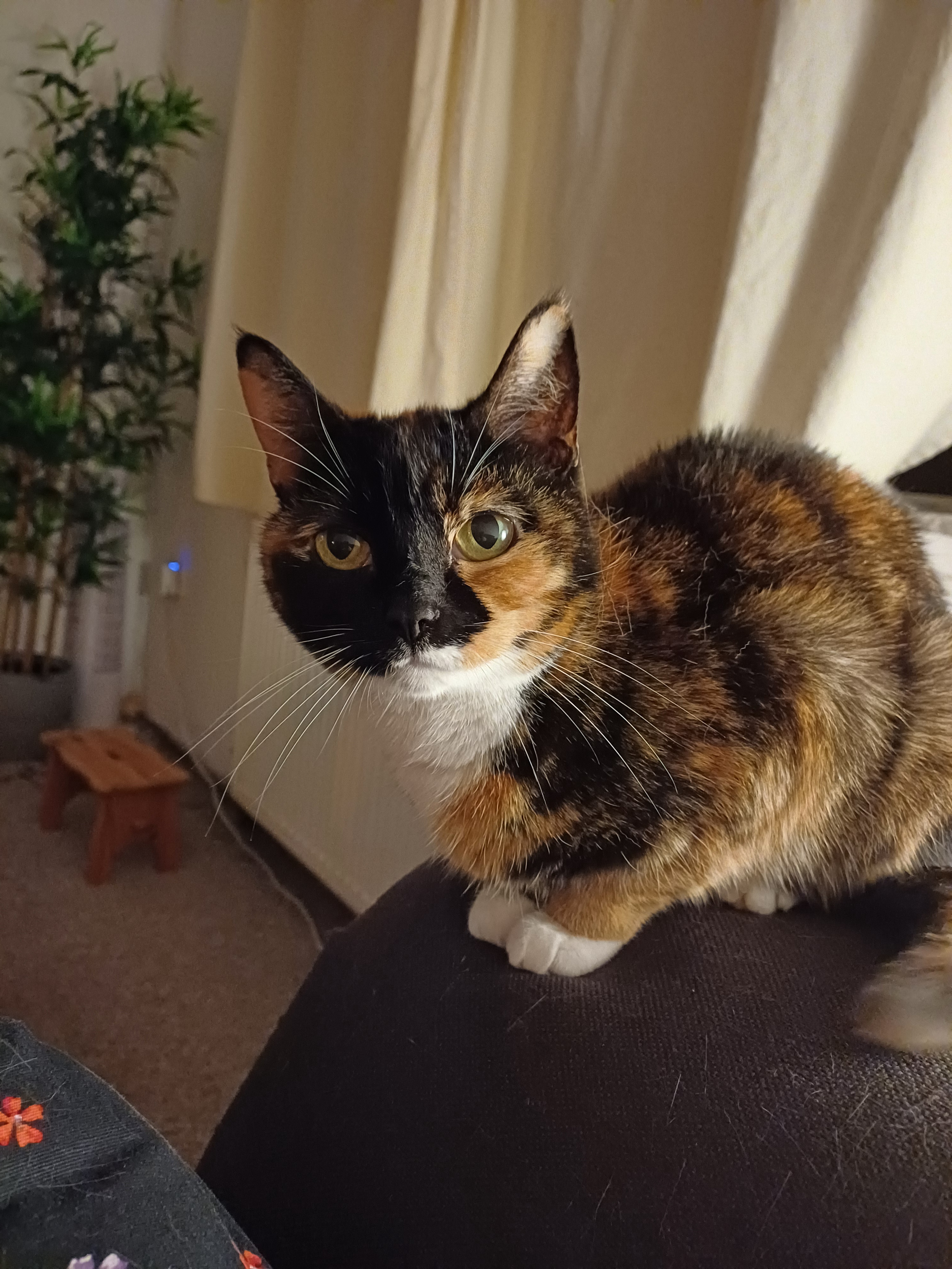Meet Pie: The Quirky New Addition to Our Crazy Household