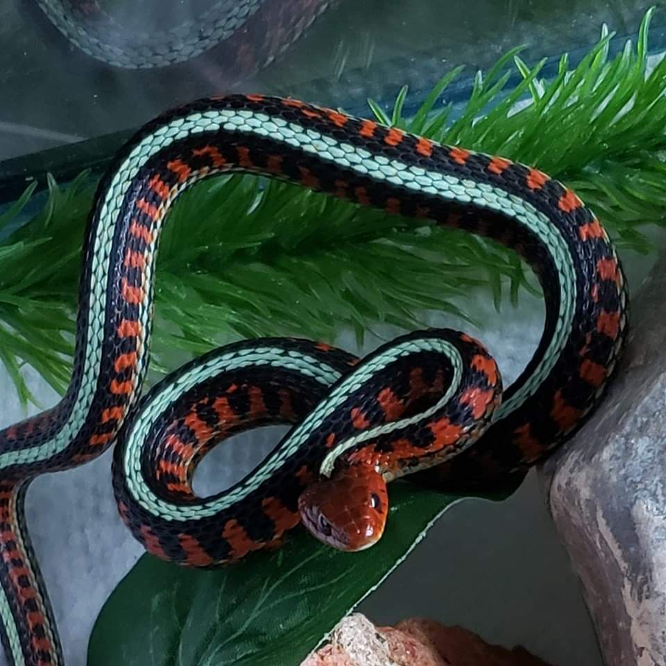 In memory of Snek Plhissken: A tribute
