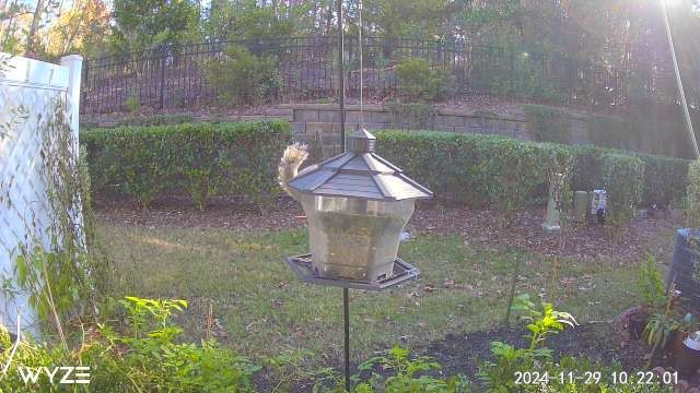 Admiring the Stunning Plumage!