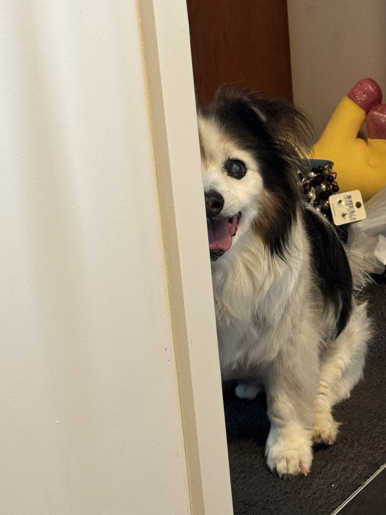 Daily Dose of My Dog Panko: Cutest Moments