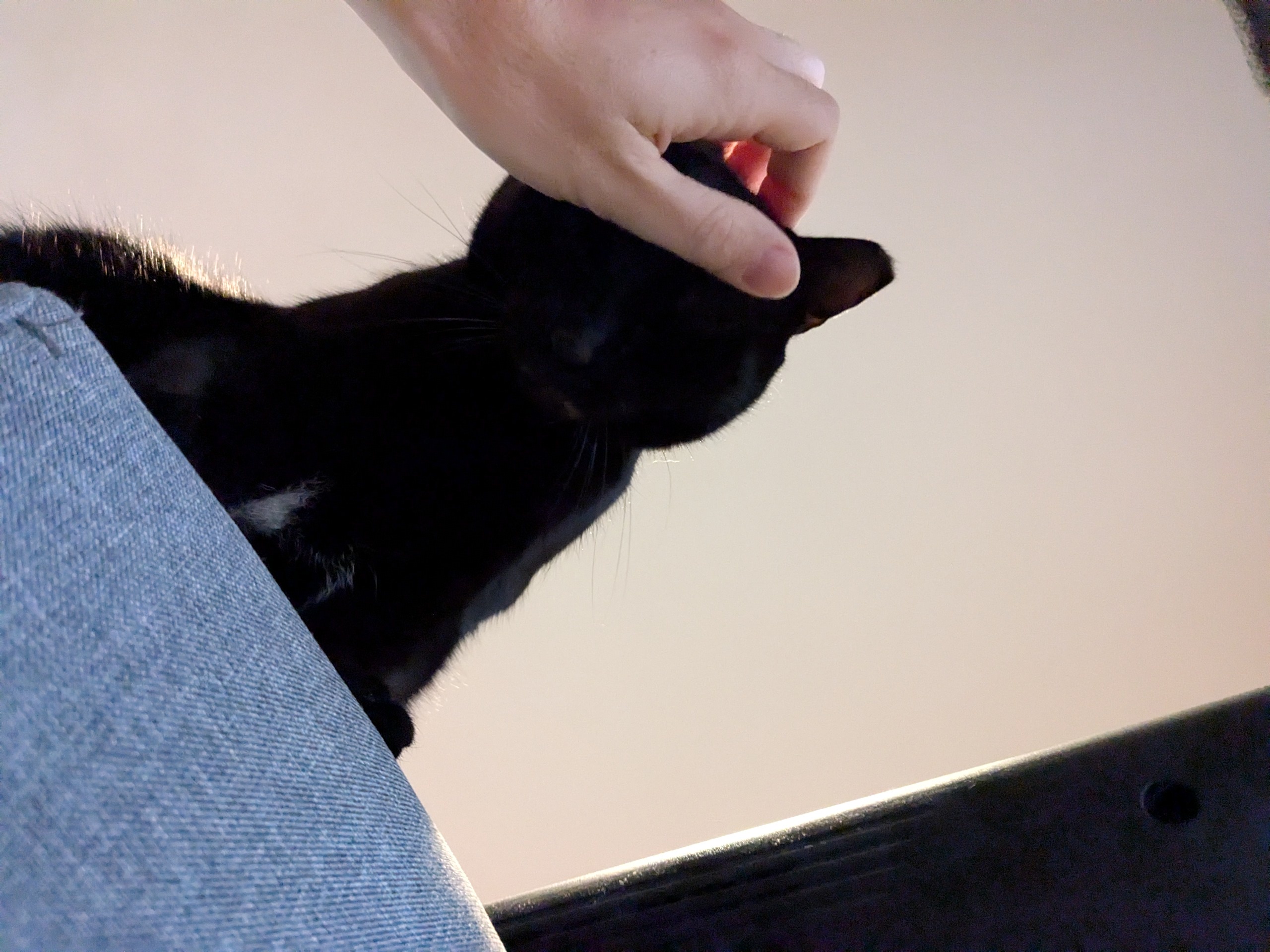 May the Shadows Bring You Joy and Purrs When You Pet Them
