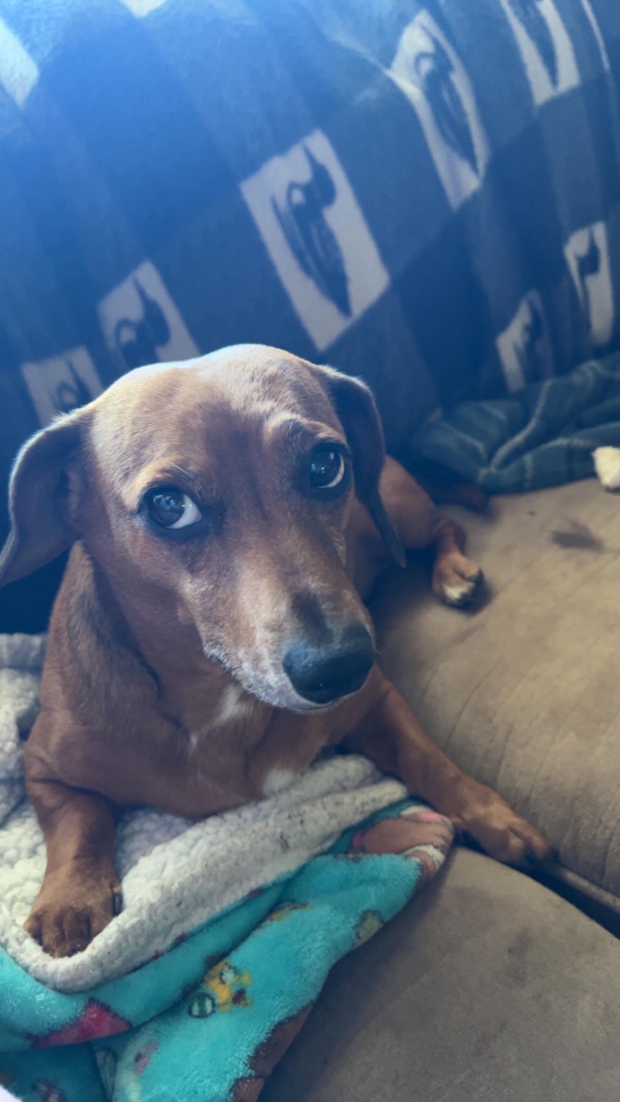 Introducing Scrappy: The Underdog Hero