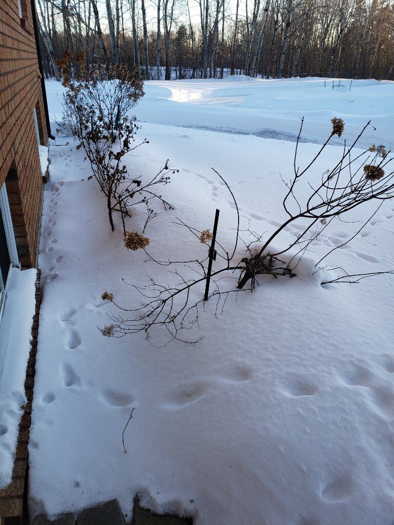 Adorable Cat Pawprints in Fresh Snow