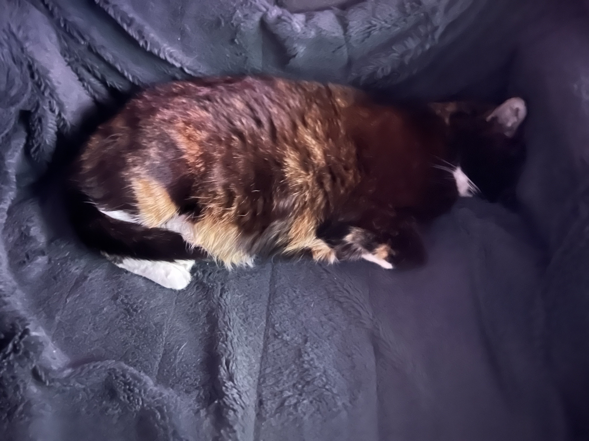 Sleepy Mow Chronicles: Episode #7