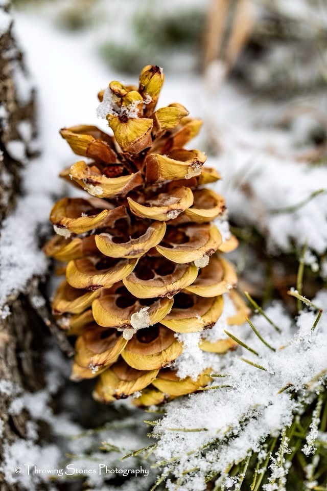 The Enigmatic Pine Cone