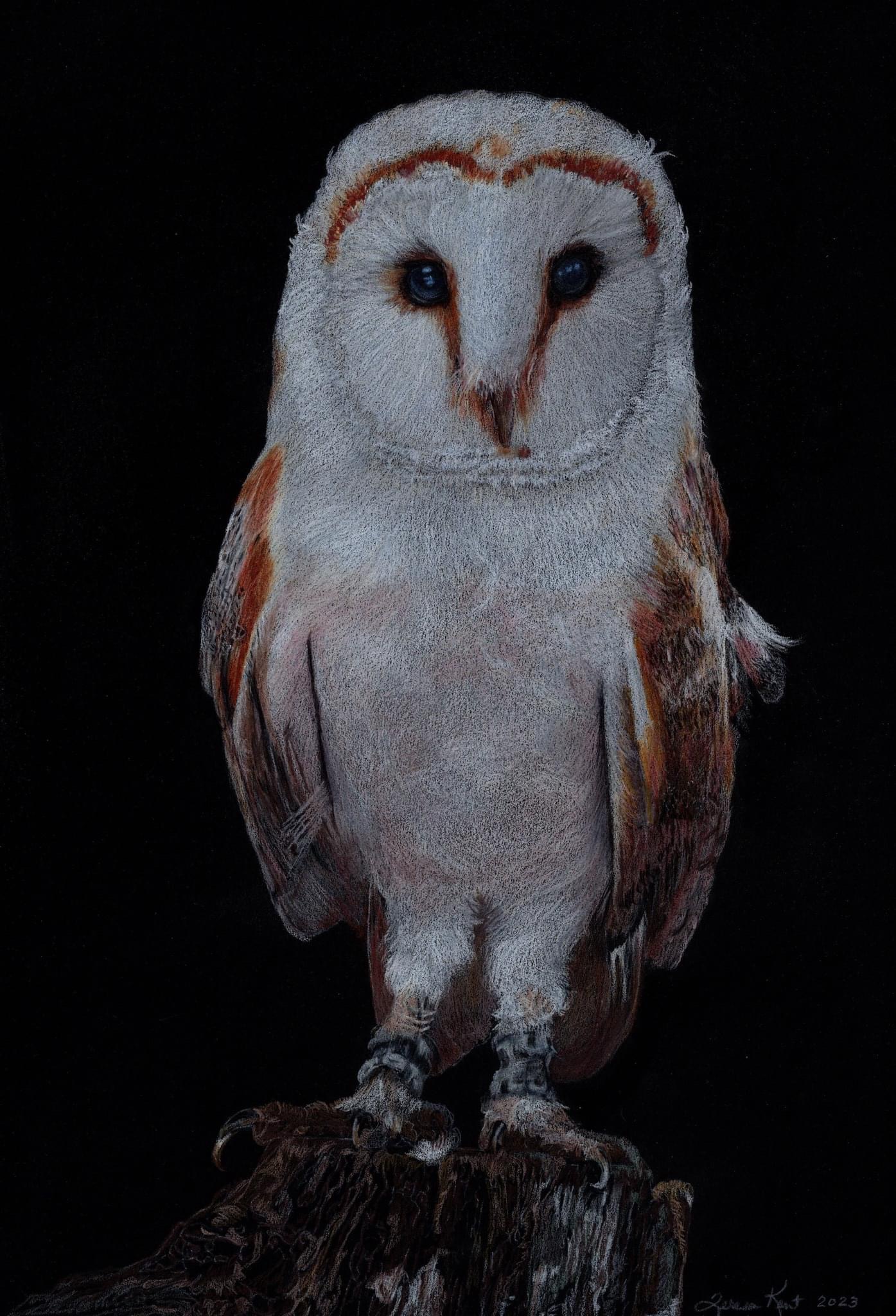 An adorable owl sighting