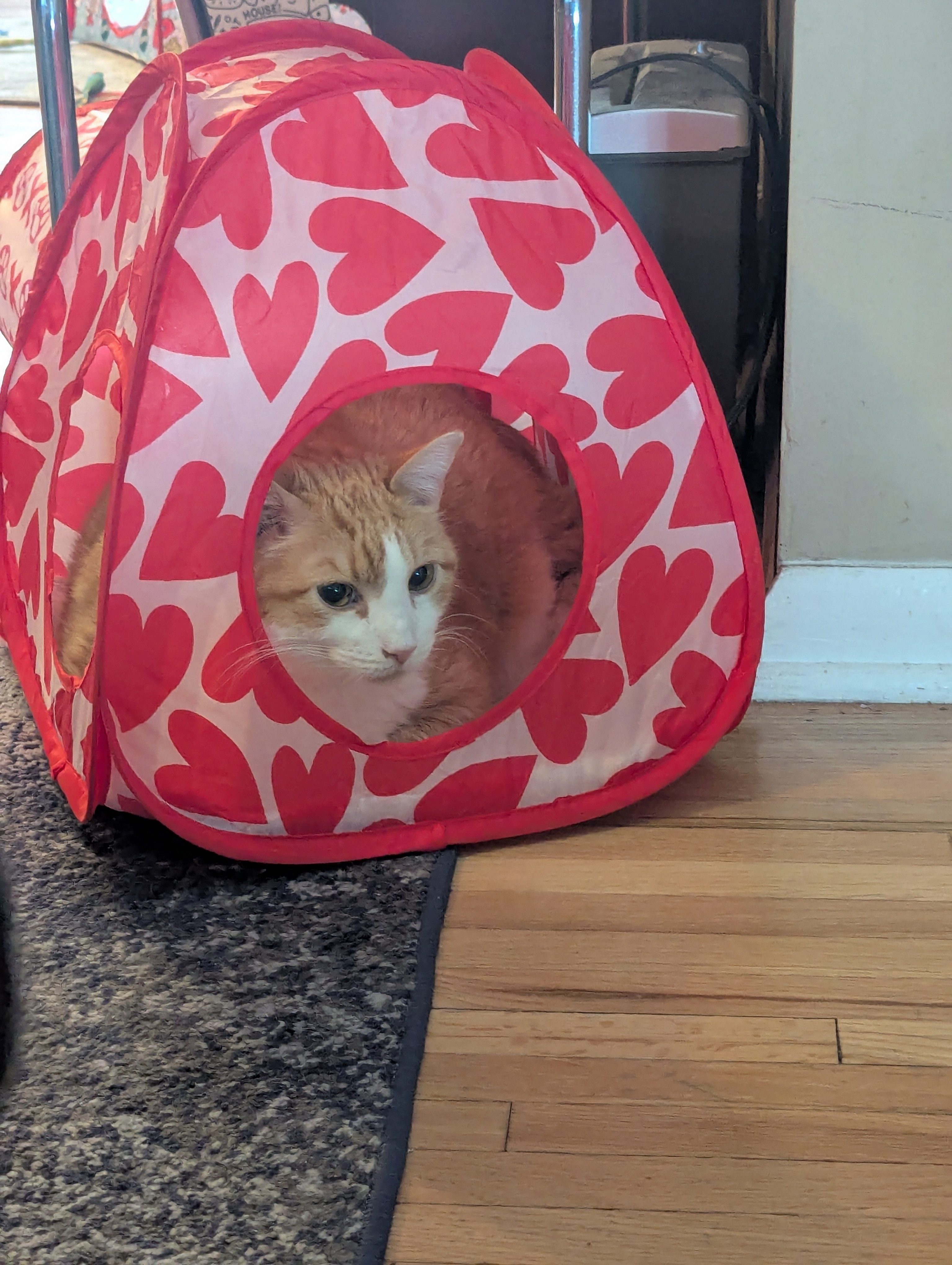Willie enjoying his cozy Valentine's tent