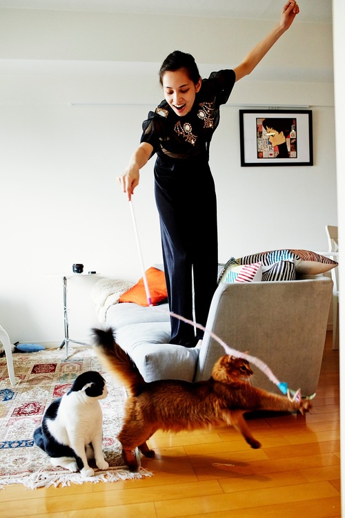 A Showcase of Today's Adorable Cats