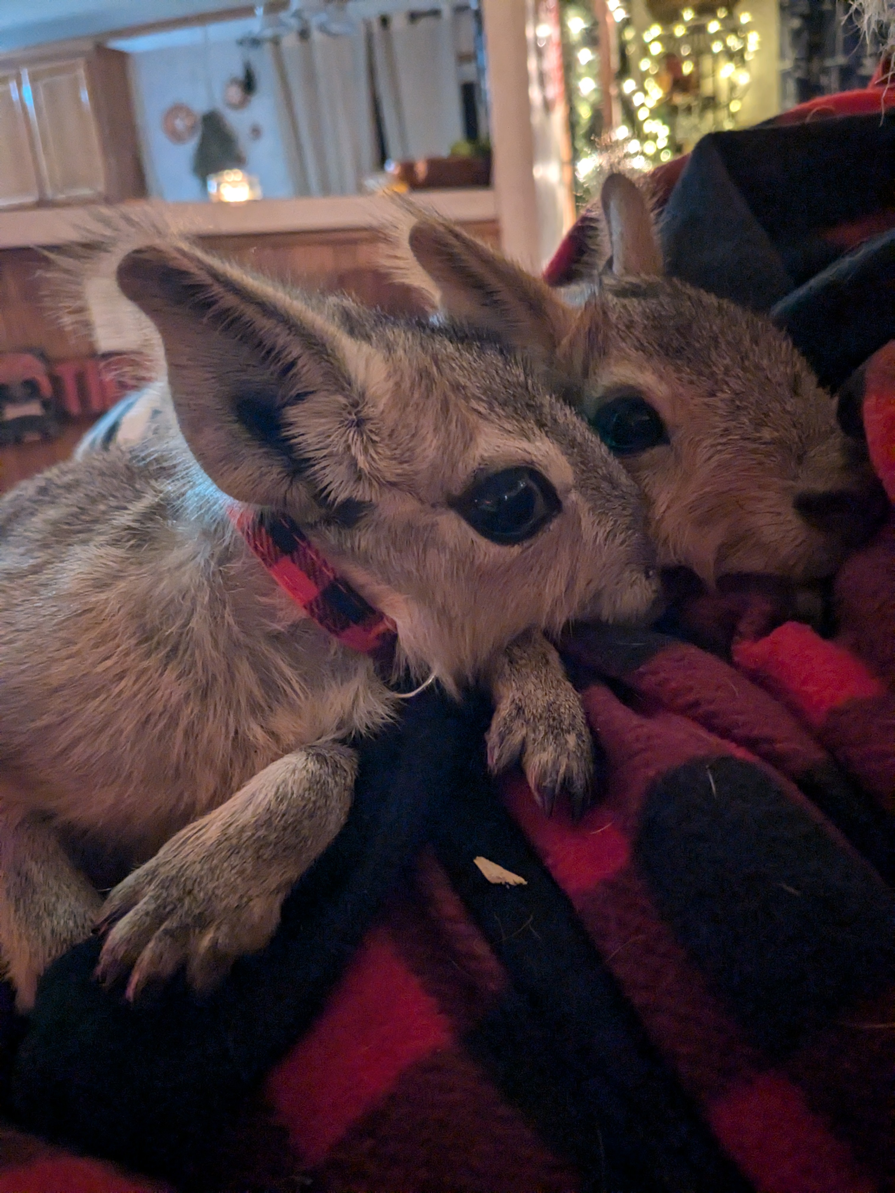 Meet the adorable baby Patagonian Mara!